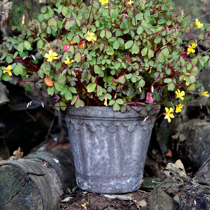 Copenhagen γλάστρα Ø16 cm, Γκρι Bergs Potter