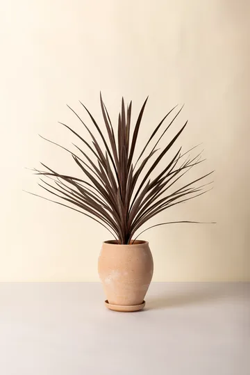 Delphi γλάστρα με πιατάκι 2 τεμάχια - Ροζ, Ø22 εκ., ψηλό - Bergs Potter