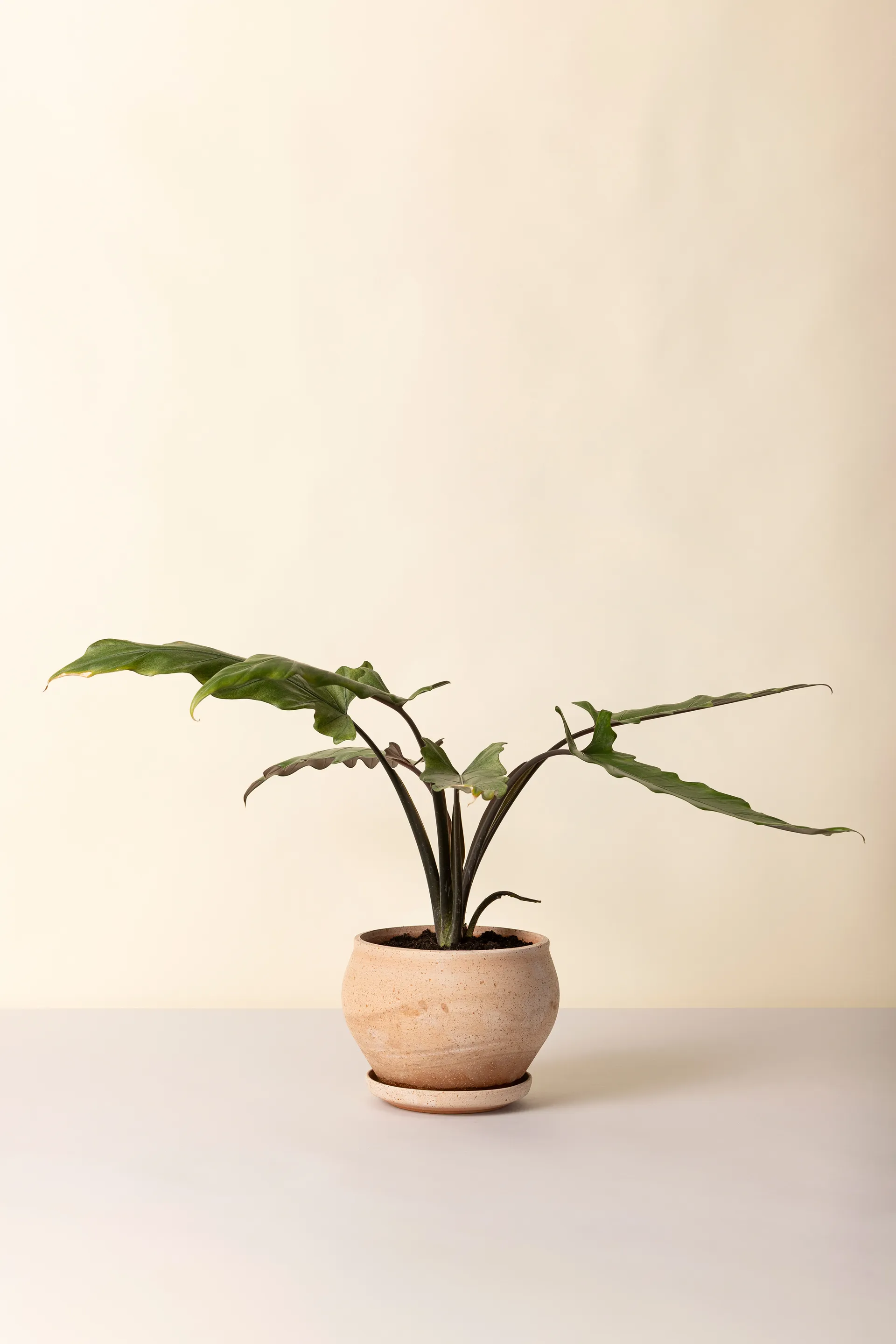 Delphi γλάστρα με πιατάκι 2 τεμάχια, Ροζ, Ø24 εκ., χαμηλό Bergs Potter