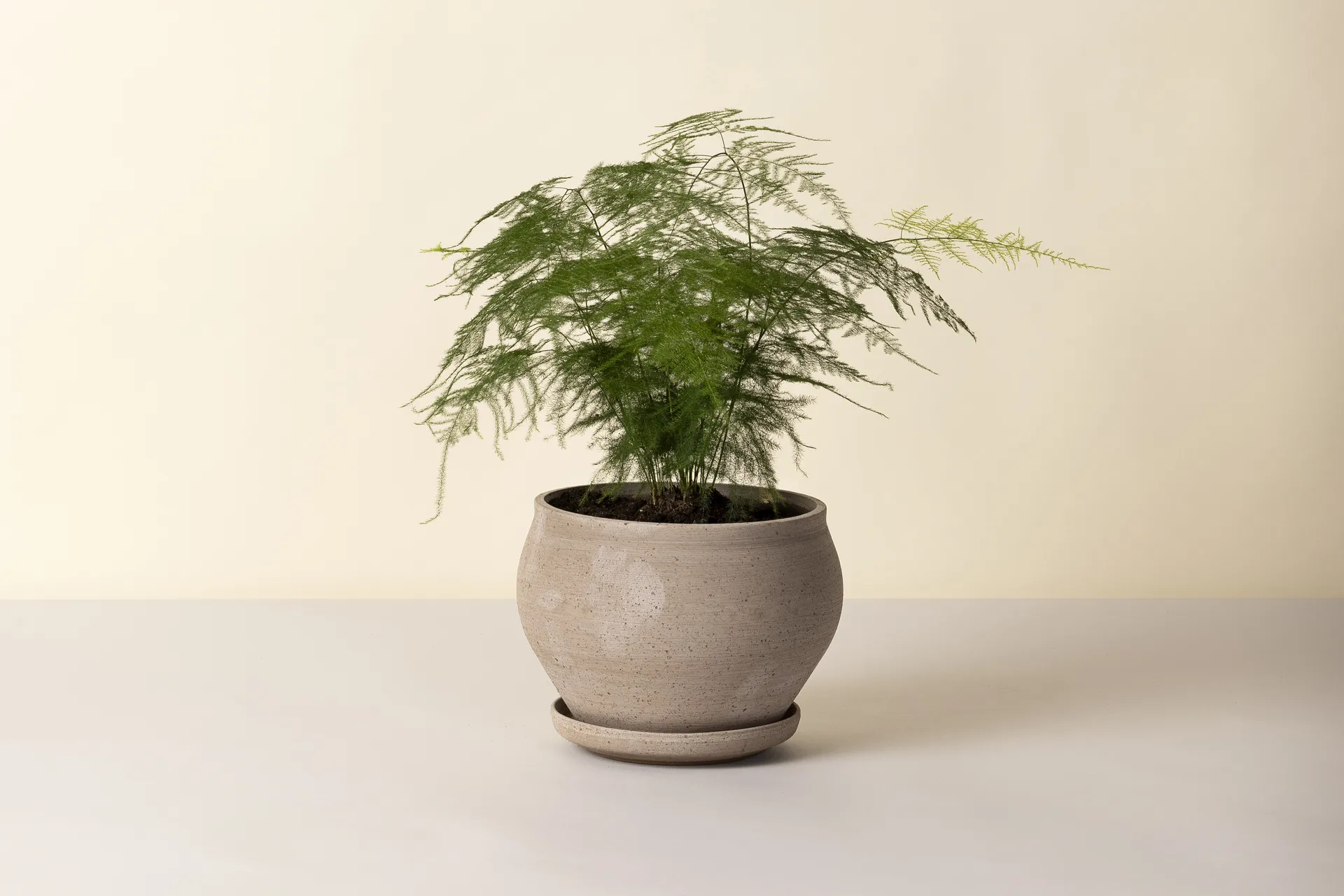 Delphi γλάστρα με πιατάκι 2 τεμάχια, Γκρι, Ø24 εκ., χαμηλό Bergs Potter