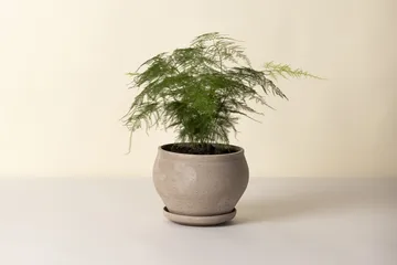 Delphi γλάστρα με πιατάκι 2 τεμάχια - Γκρι, Ø24 εκ., χαμηλό - Bergs Potter