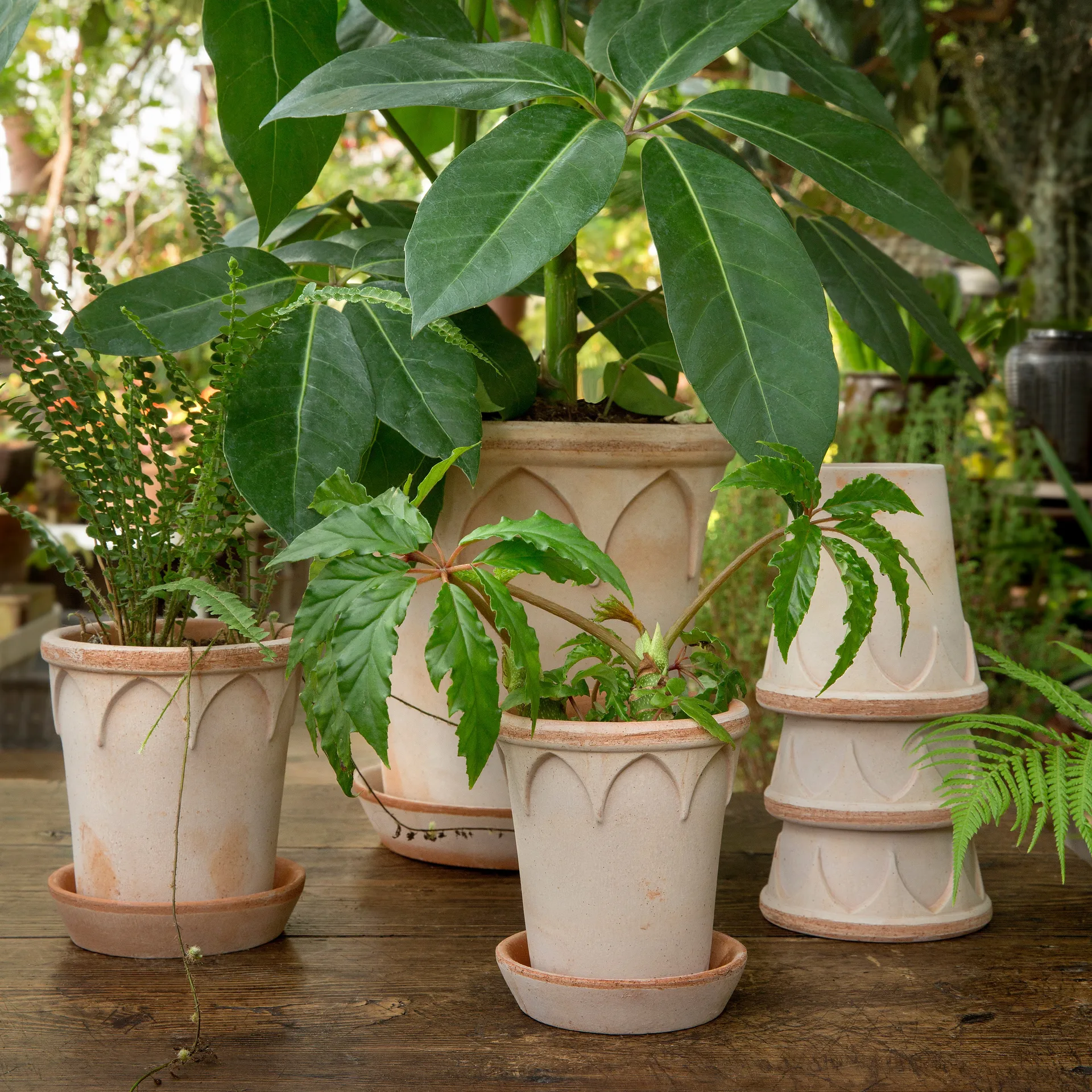 Γλάστρα, Elizabeth, Ø12 εκ, ροζ τριανταφυλλί Bergs Potter