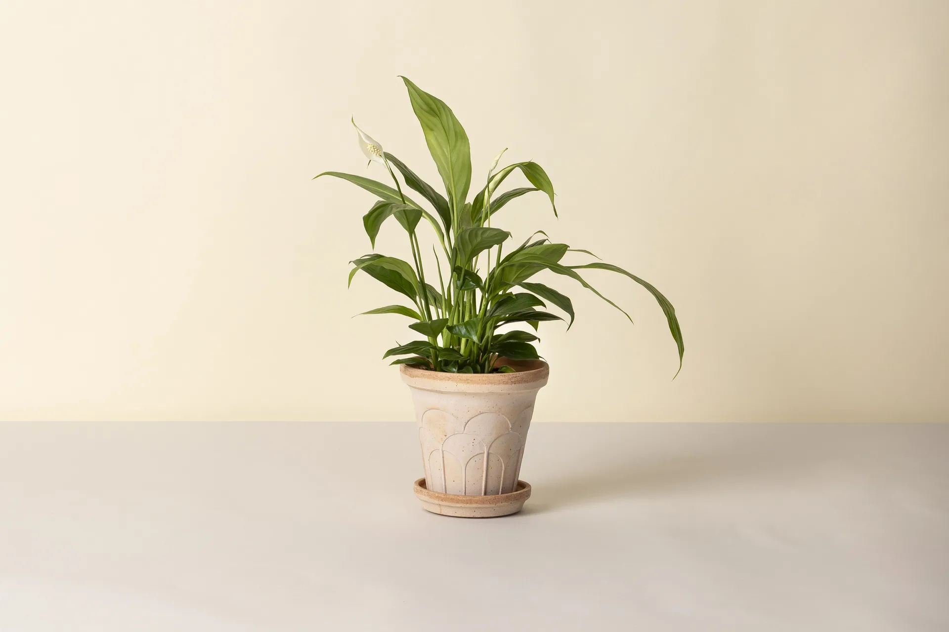 Fleur γλάστρα με πιατάκι 2 τεμάχια, Ροζ, Ø16 εκ. Bergs Potter