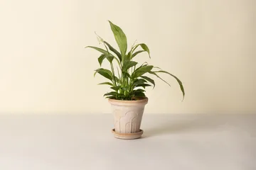 Fleur γλάστρα με πιατάκι 2 τεμάχια - Ροζ, Ø16 εκ. - Bergs Potter