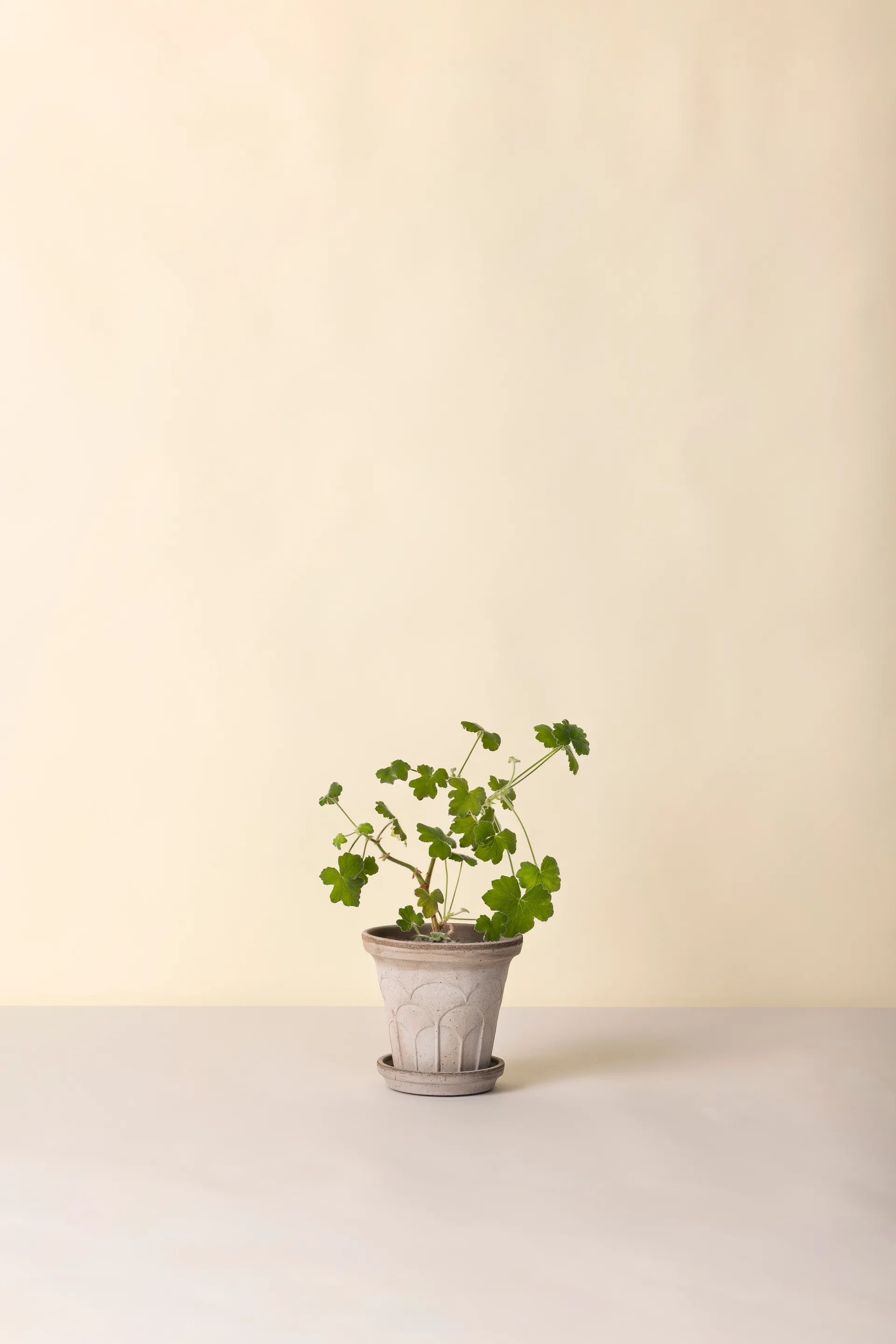 Fleur γλάστρα με πιατάκι 2 τεμάχια, Γκρι, Ø16 εκ. Bergs Potter