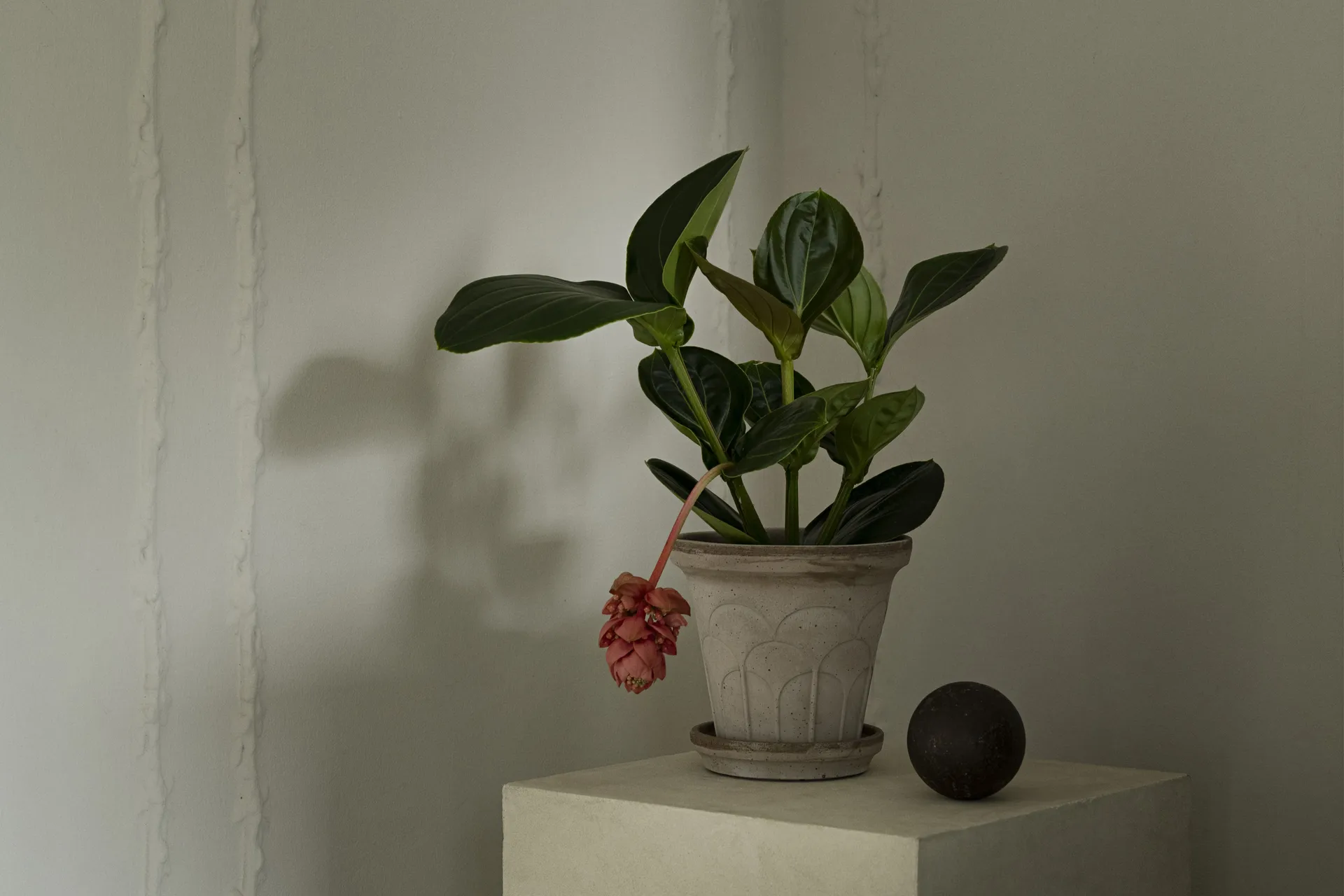 Fleur γλάστρα με πιατάκι 2 τεμάχια, Γκρι, Ø18 εκ. Bergs Potter