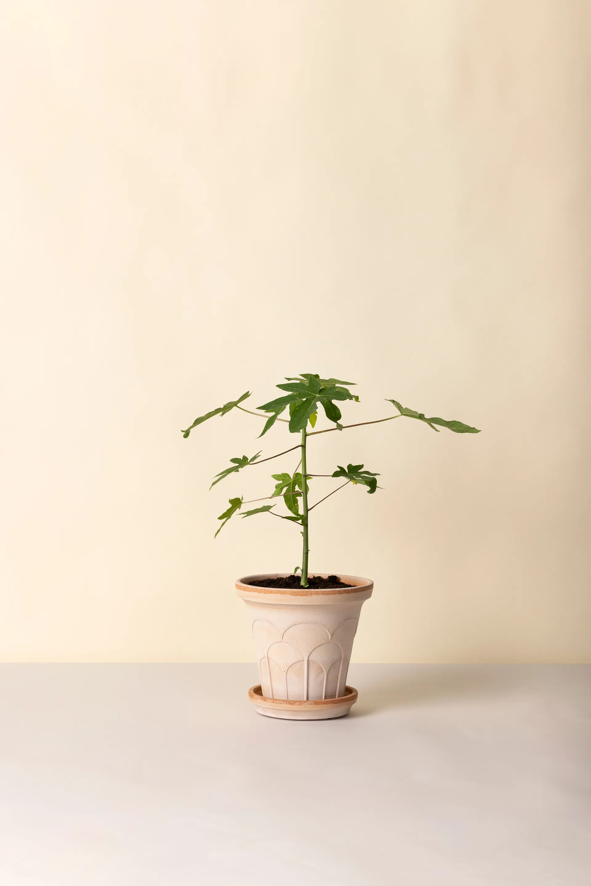 Fleur γλάστρα με πιατάκι 2 τεμάχια, Ροζ, Ø21 εκ. Bergs Potter