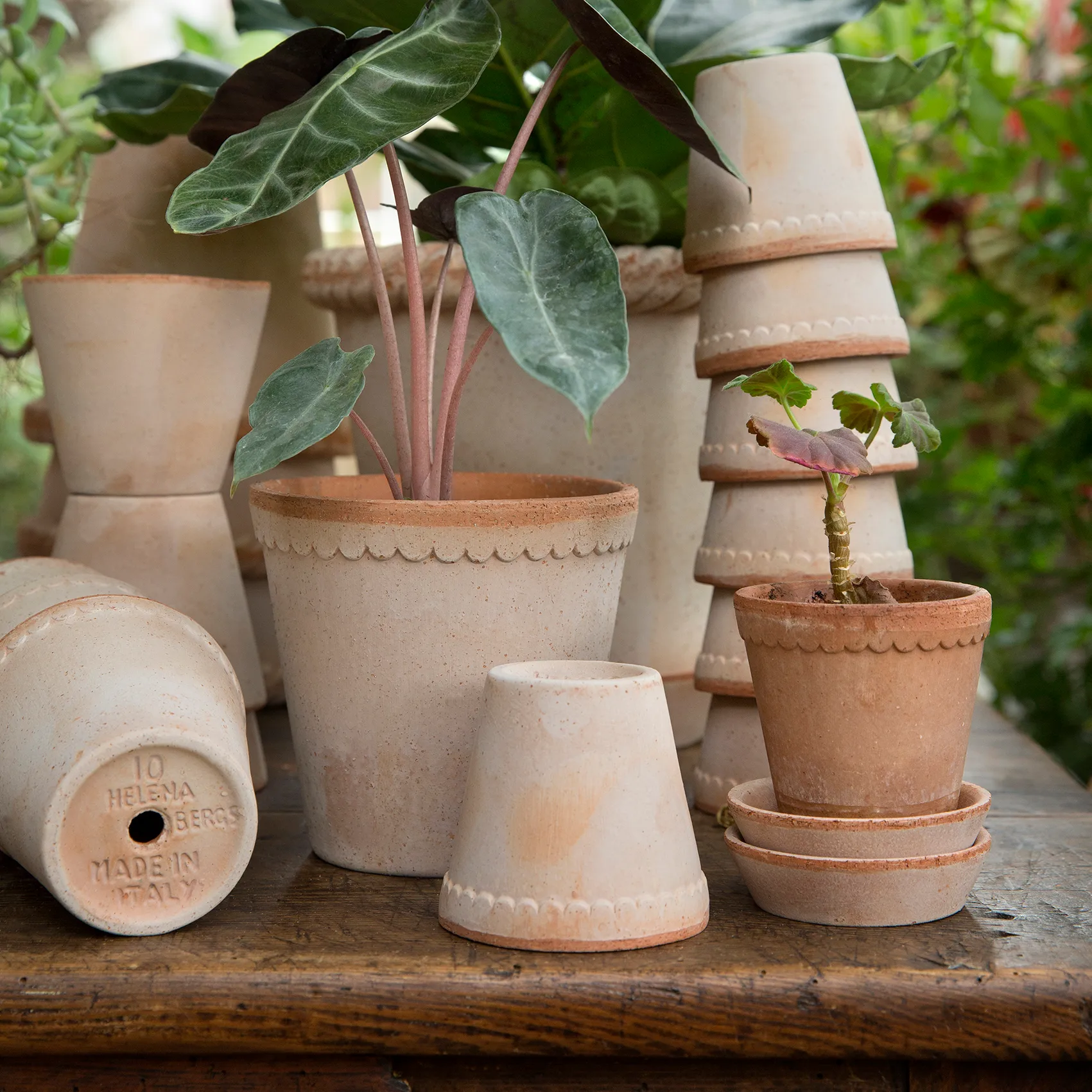 Γλάστρα, Helena, Ø10 εκ, ροζ Bergs Potter