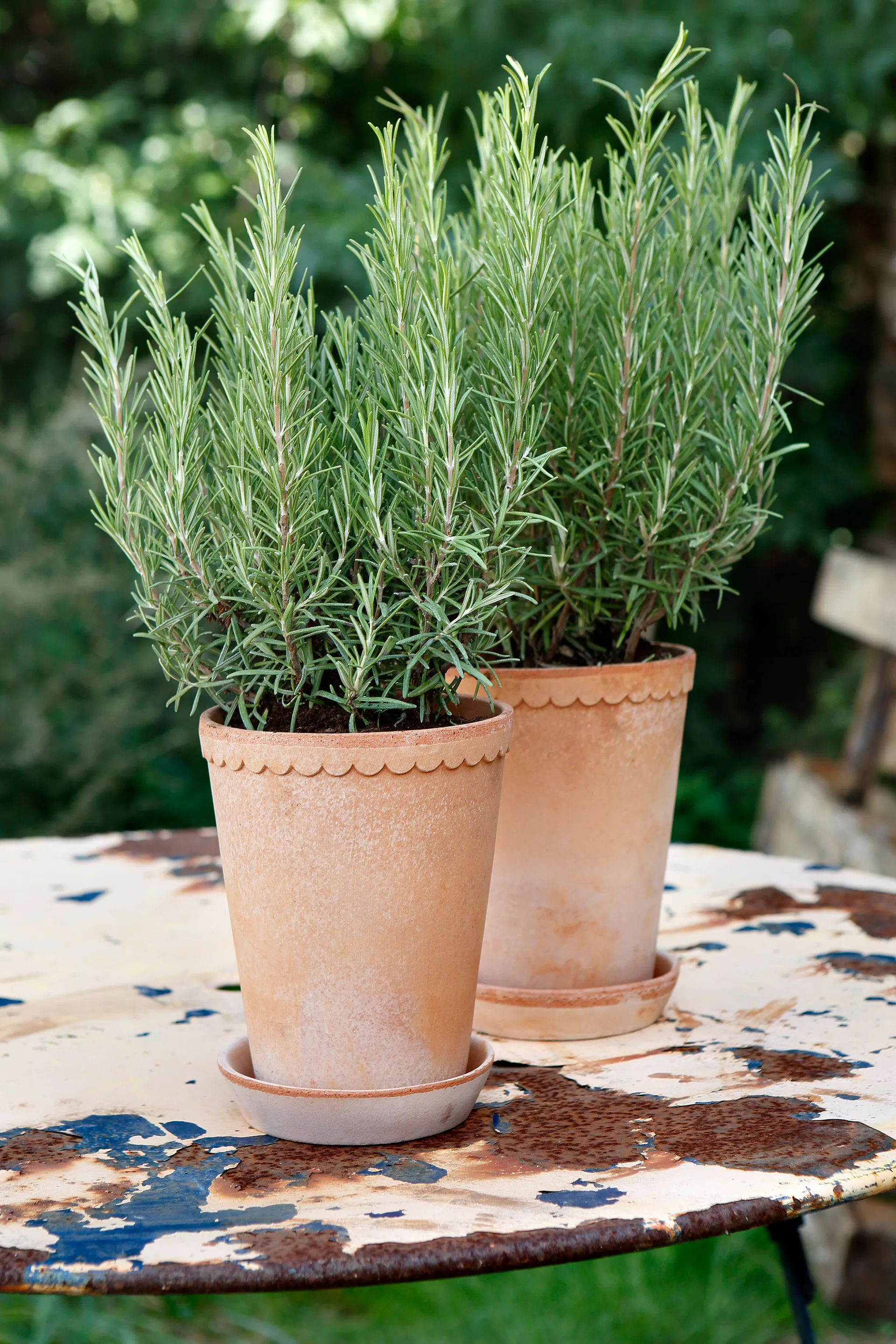 Γλάστρα, Helena, ψηλή Ø14 εκ, ροζ Bergs Potter