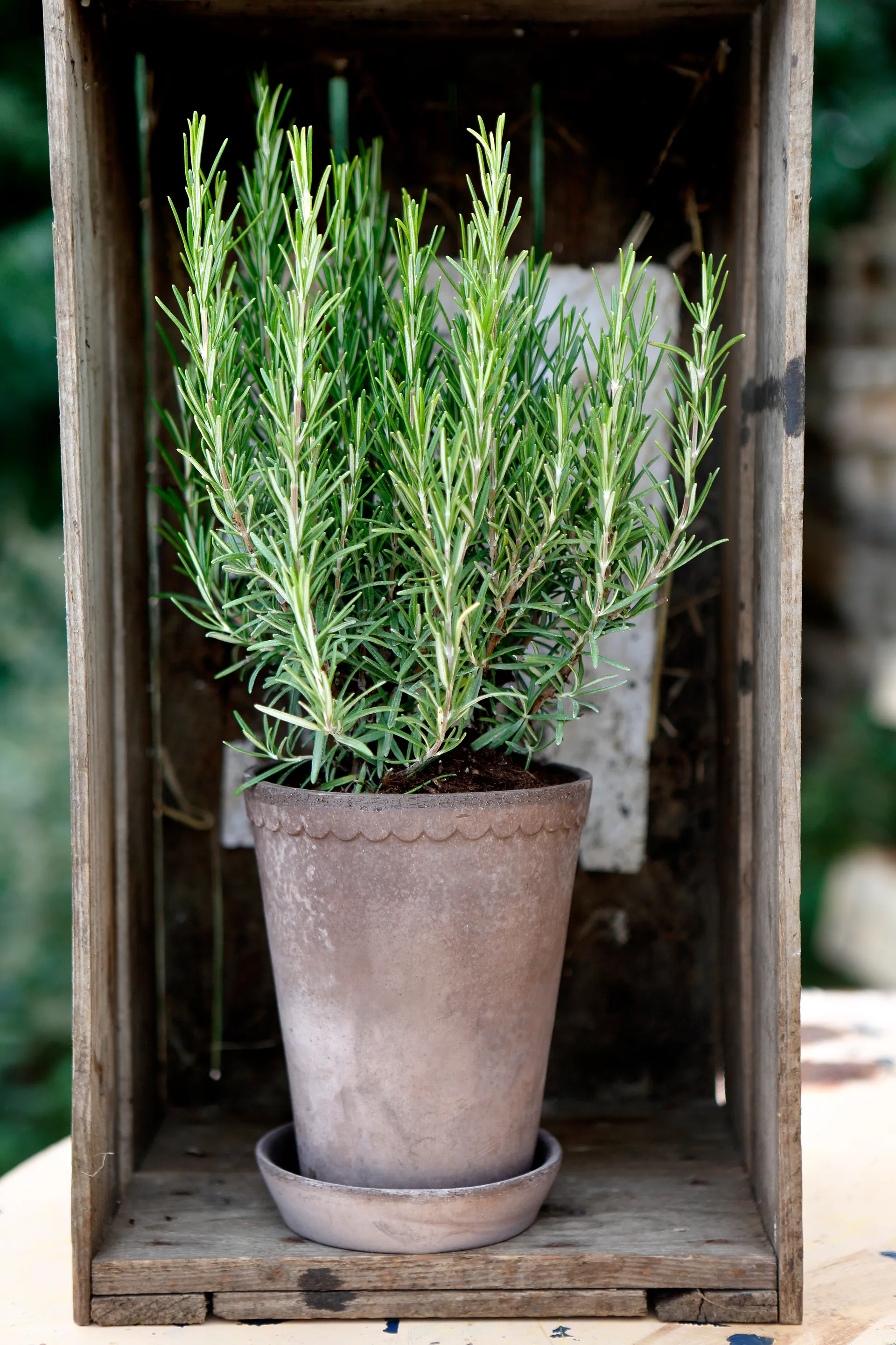 Γλάστρα, Helena, ψηλή Ø14 εκ, γκρι Bergs Potter