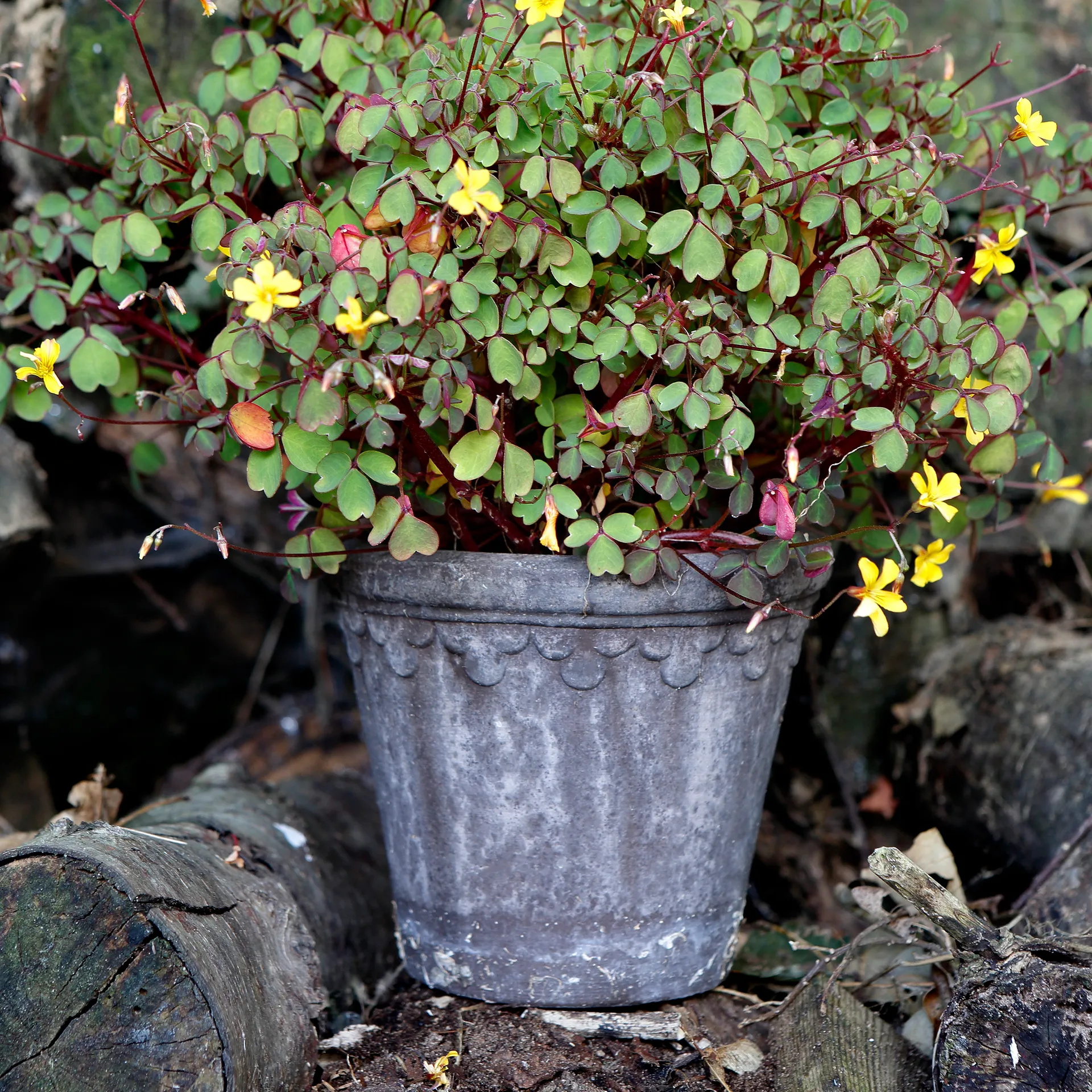 Κεραμικό γλαστράκι Københavner Ø16 εκ., Γκρι Bergs Potter