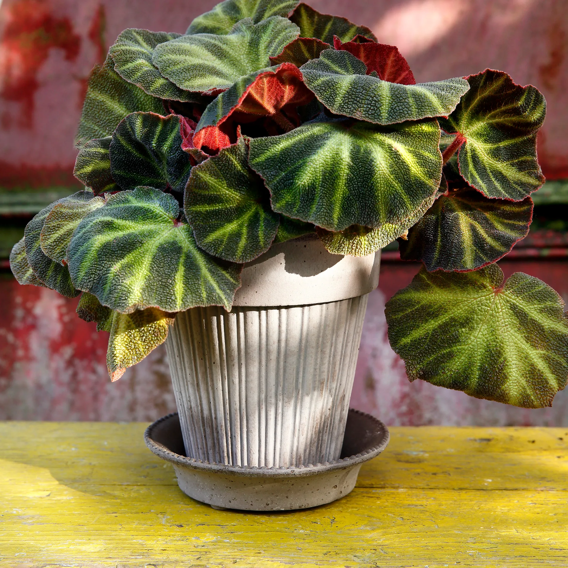 Γλάστρα, Simona, 16 εκ, Γκρι Bergs Potter