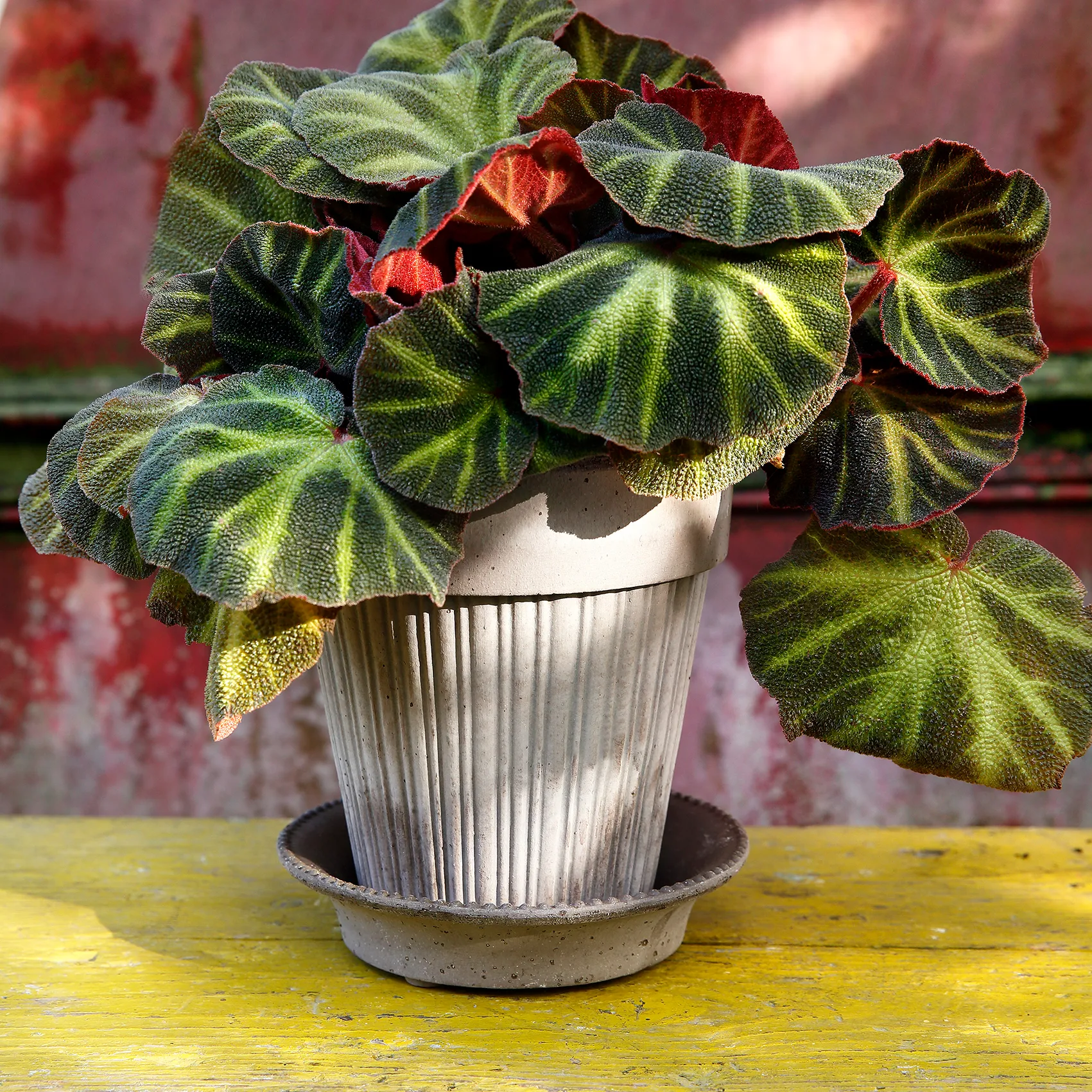 Γλάστρα, Simona, Ø18 εκ, γκρι Bergs Potter