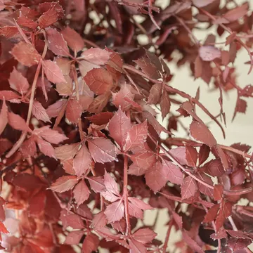 Burgundy Maple Branch τεχνητή ανθοδέσμη - 107 εκ., 4 τμχ. - Botané
