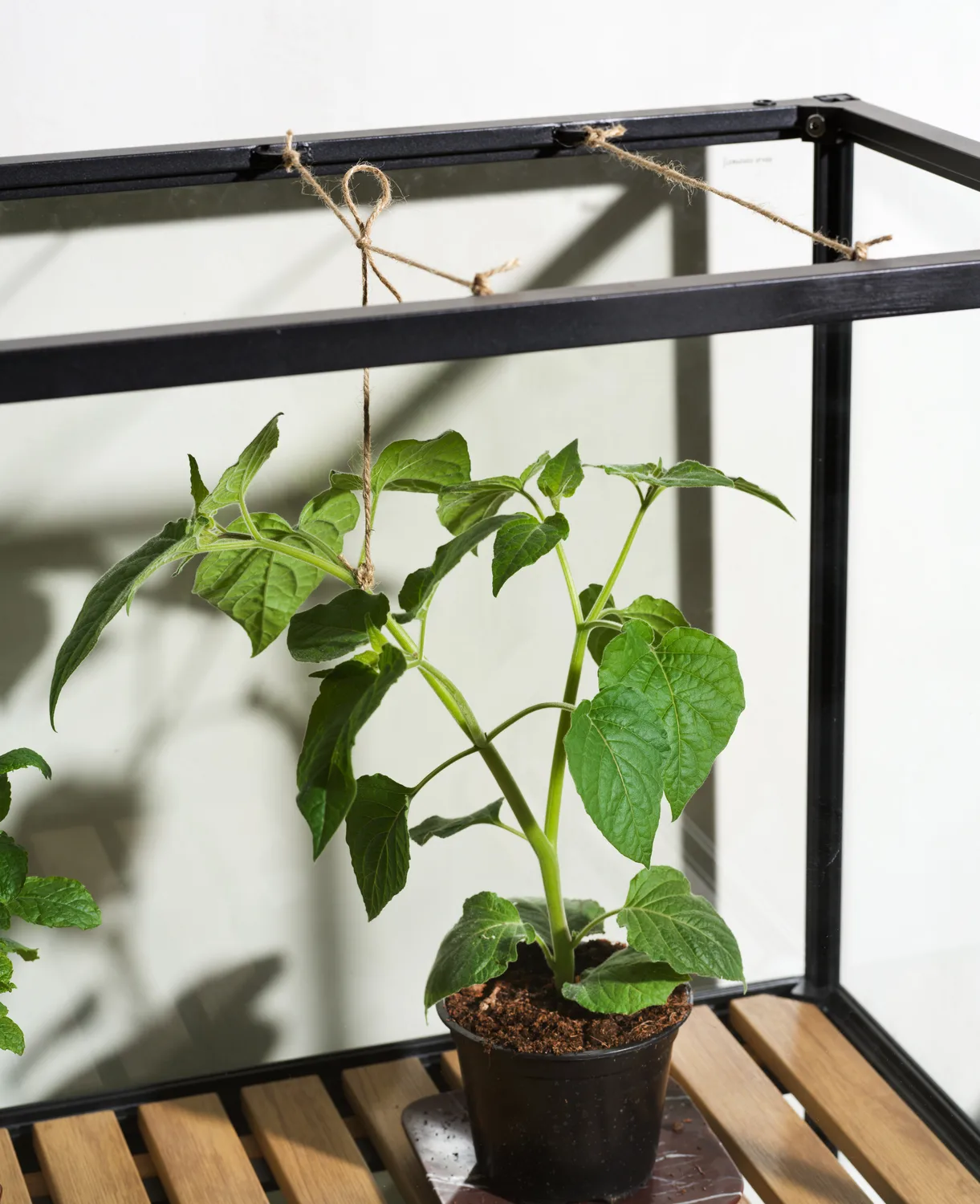 Grower Greens ντουλάπι φυτών, Μάυρο, 81x137 cm Brafab