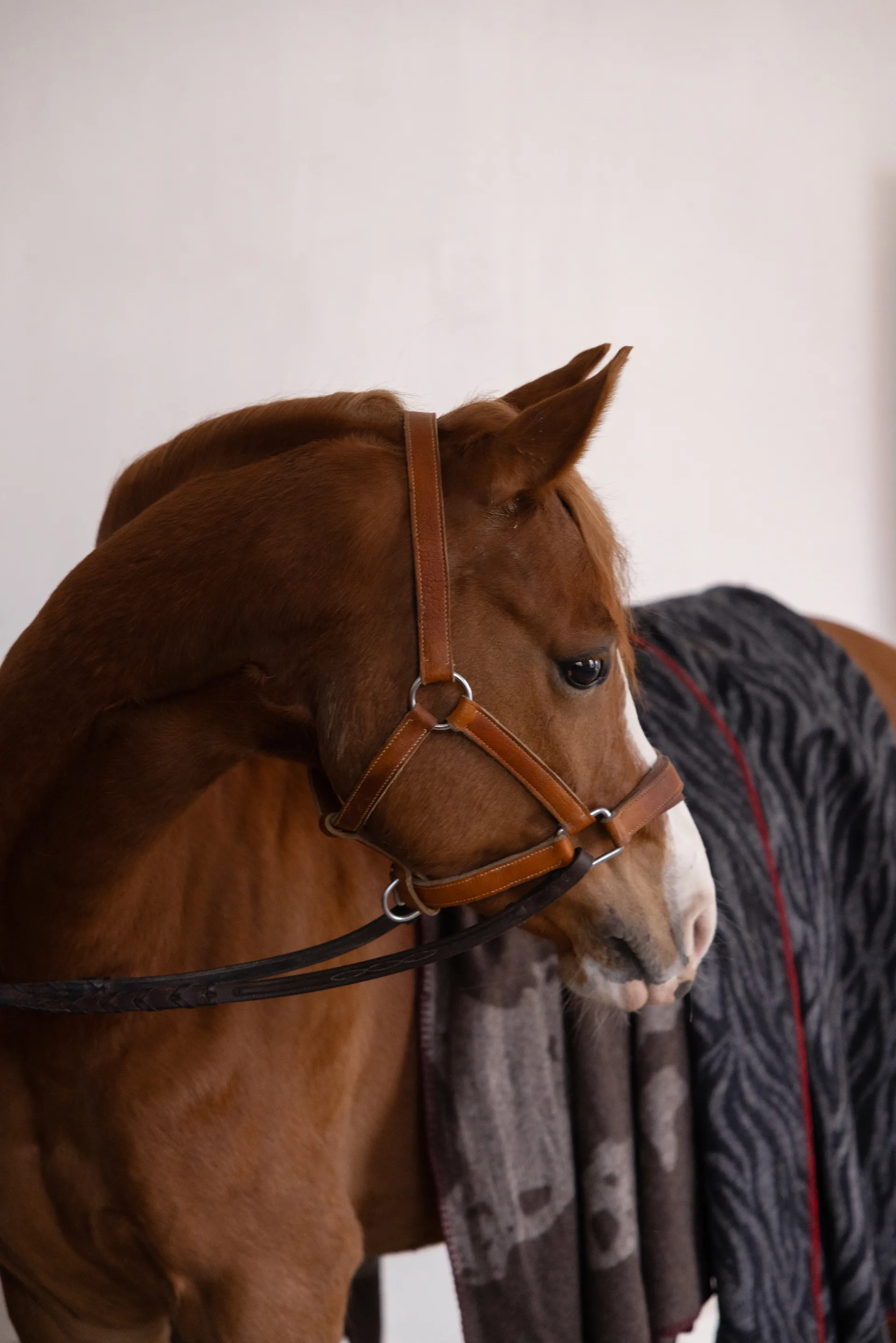 Anima κουβέρτα 130x200 εκ., Αγελάδα Byon