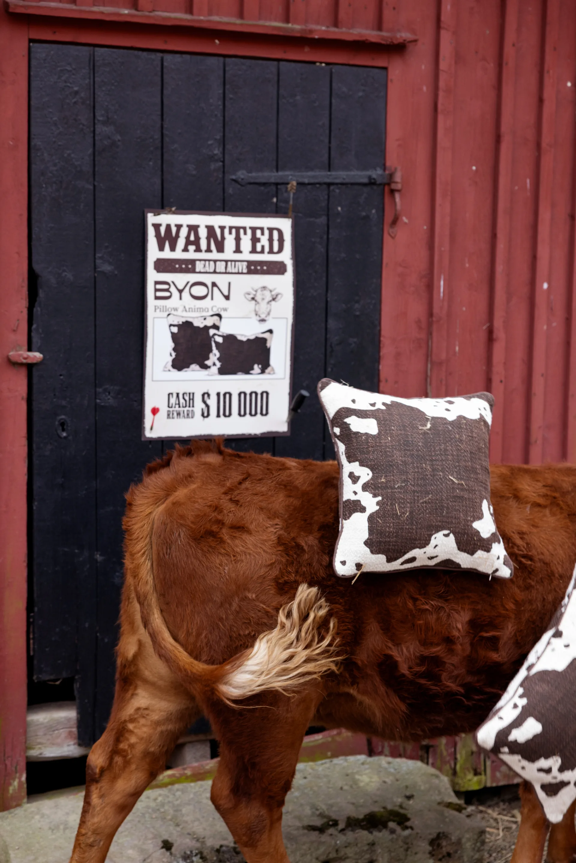 Anima μαξιλάρι M 50x50 εκ., Αγελάδα Byon