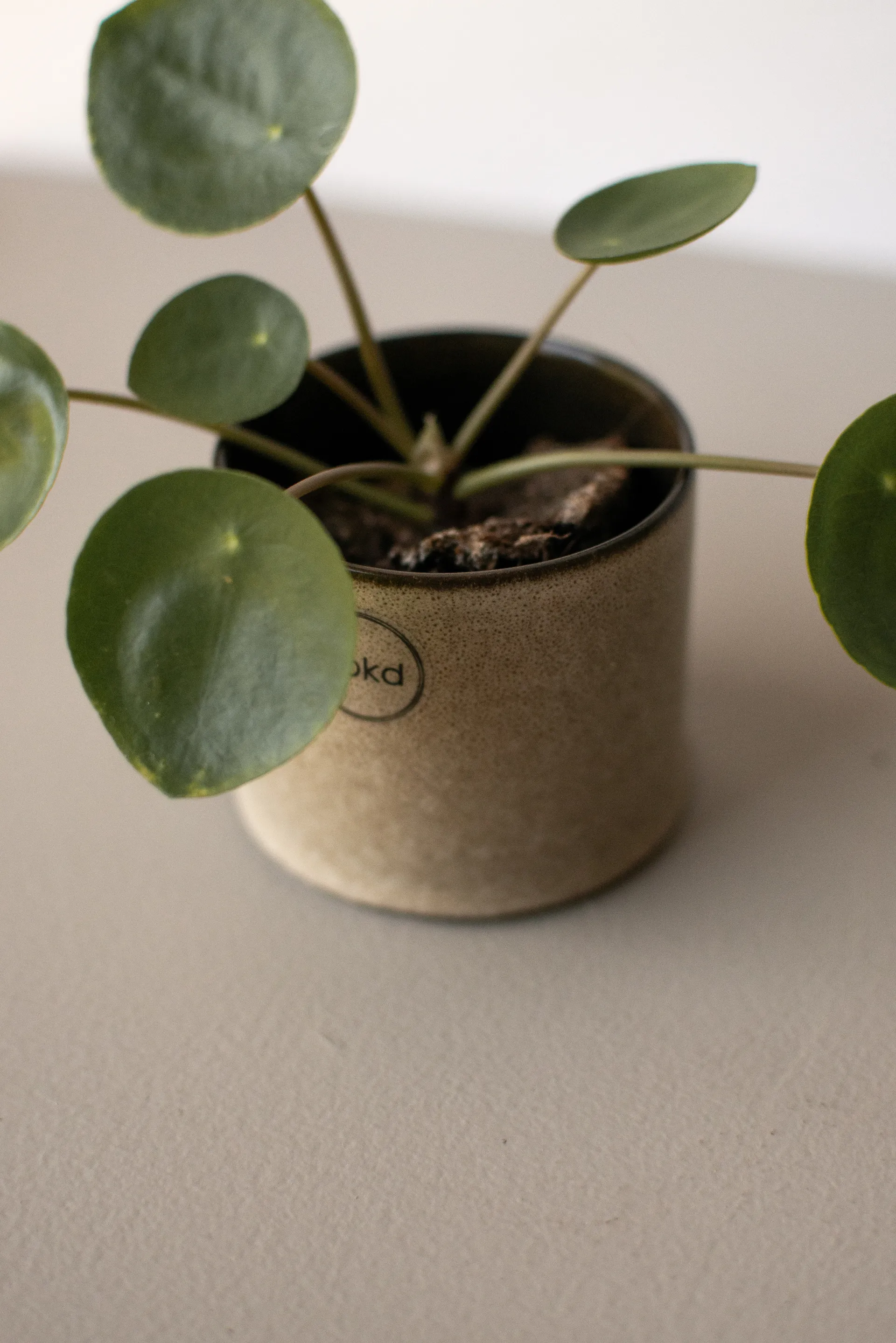 Astillbe γλάστρα μικρή, Beige DBKD