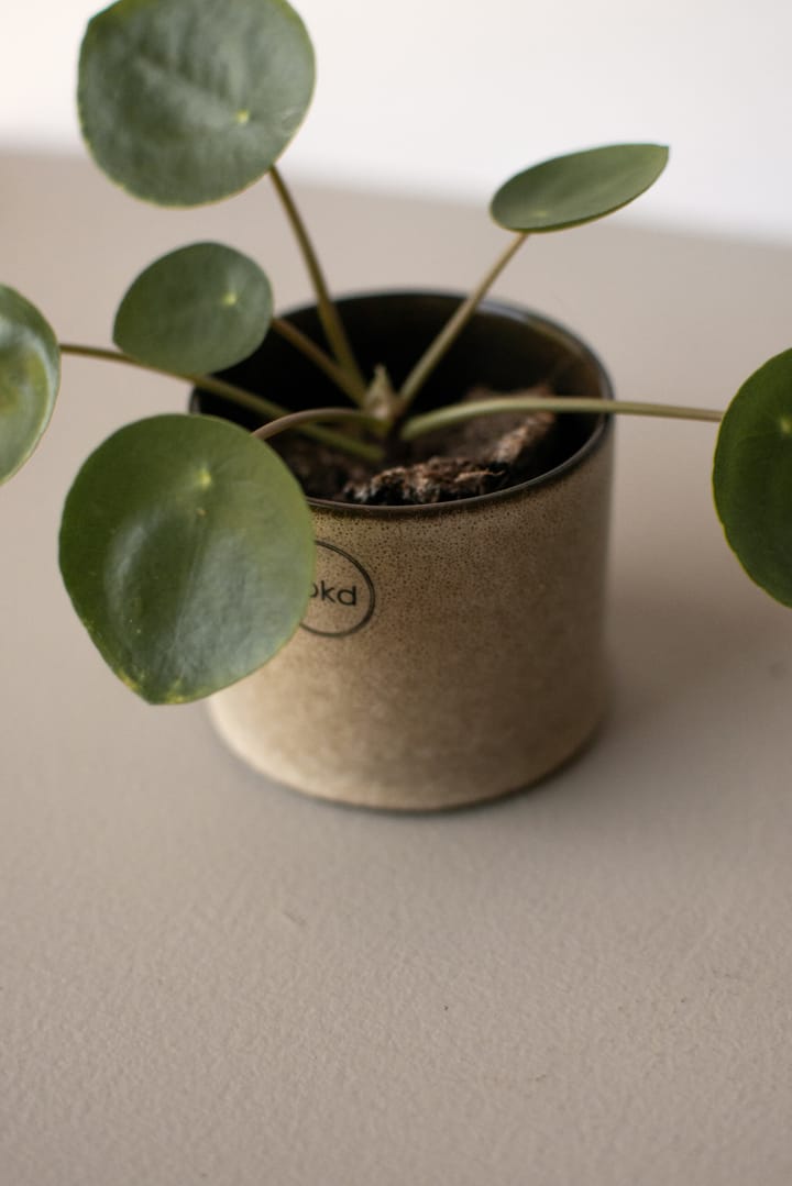 Astillbe γλάστρα μικρή, Beige DBKD