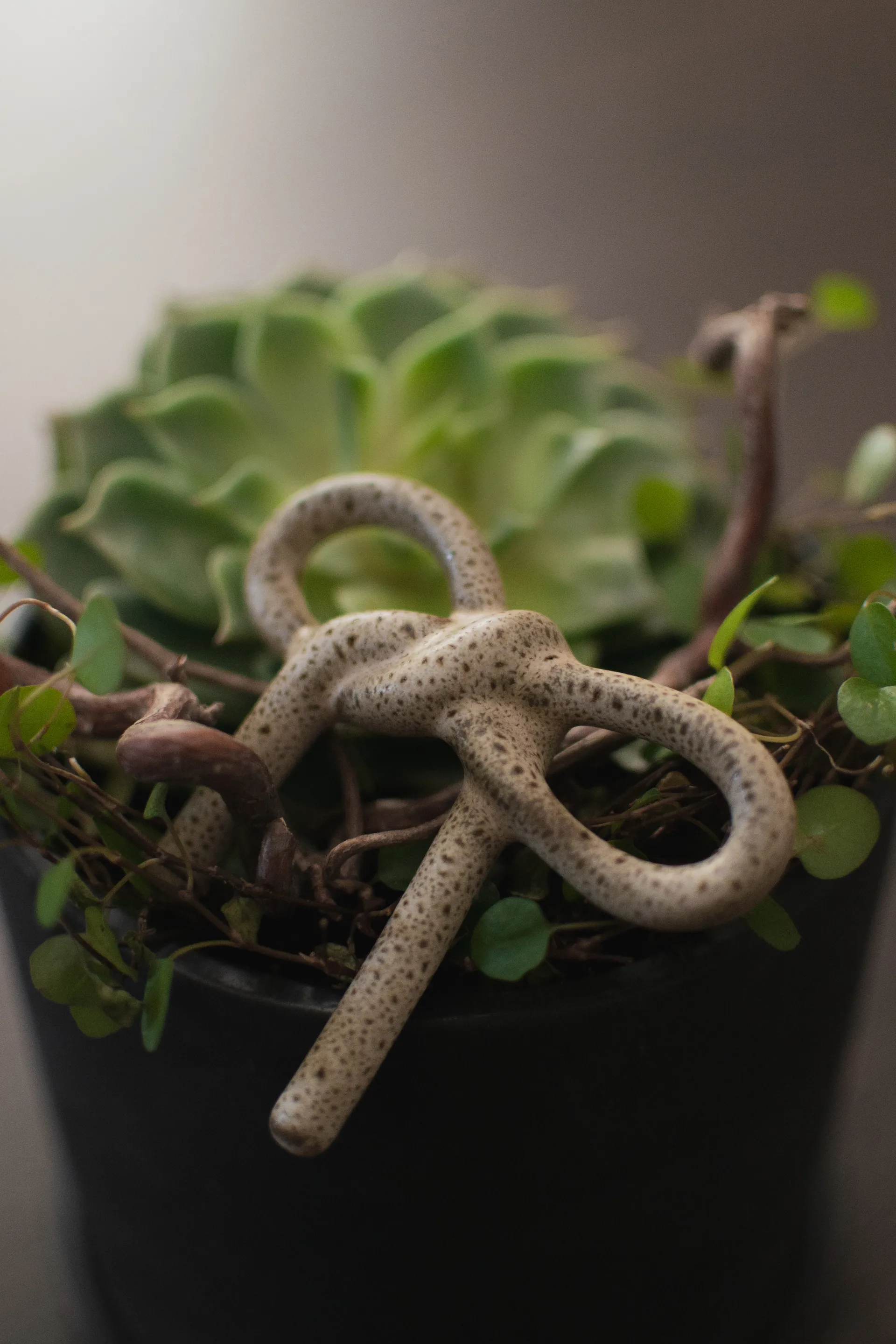 Bow διακόσμηση λουλουδιών, Beige DBKD