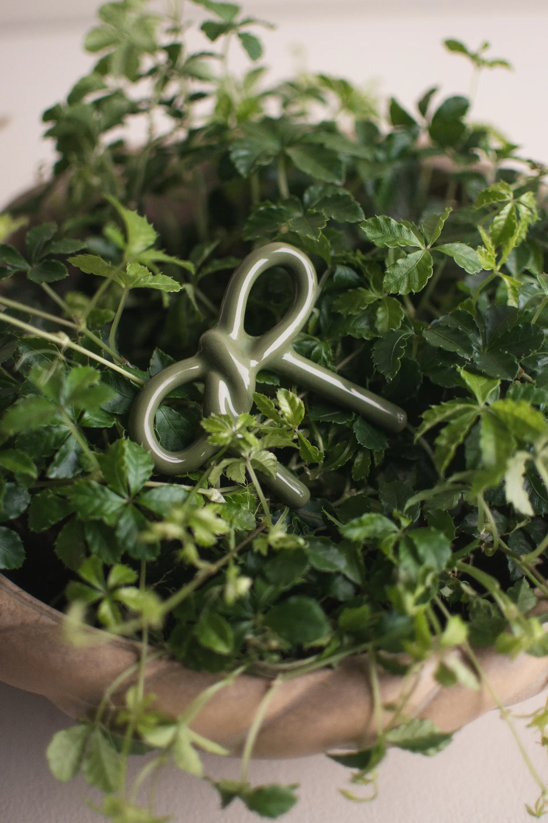 Bow διακόσμηση λουλουδιών, Shiny green DBKD