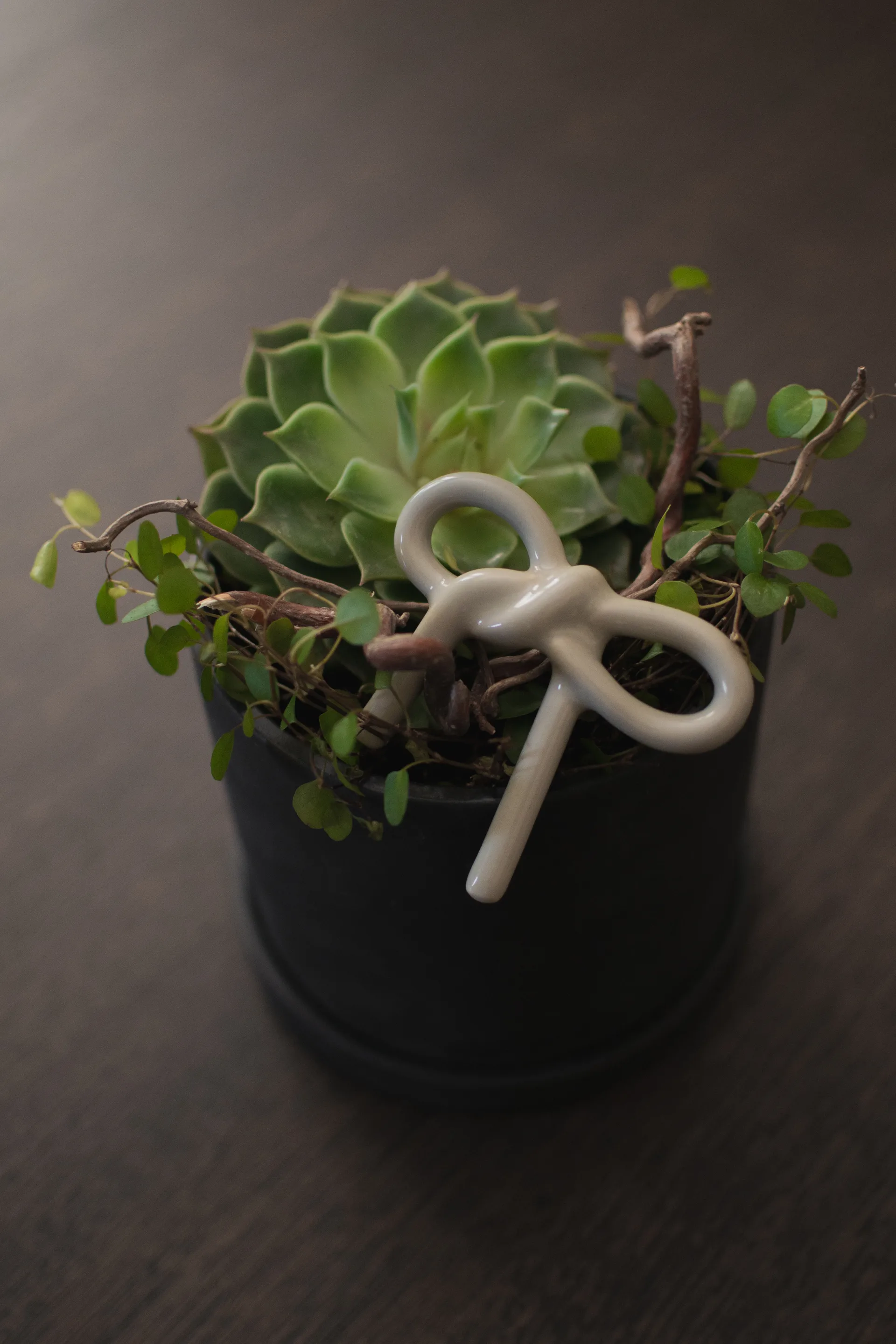 Bow διακόσμηση λουλουδιών, Shiny mole DBKD