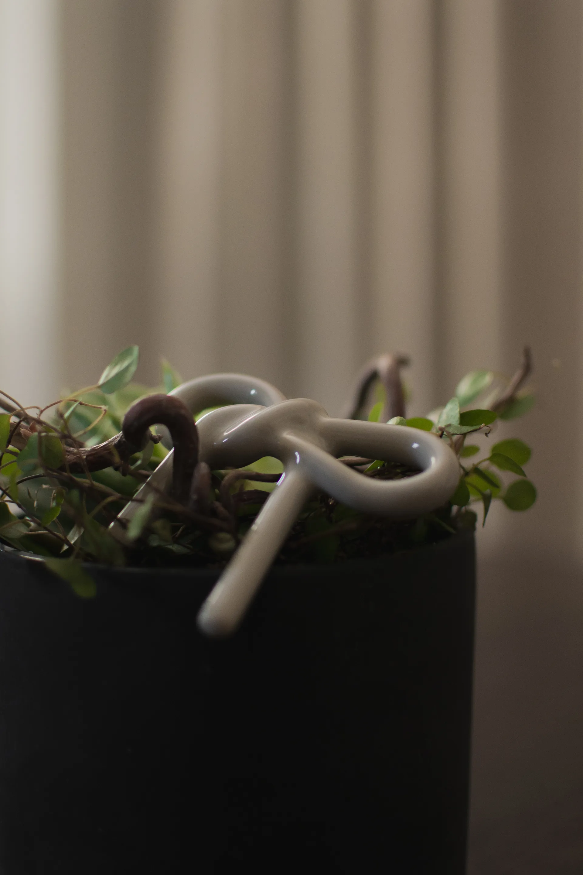 Bow διακόσμηση λουλουδιών, Shiny mole DBKD