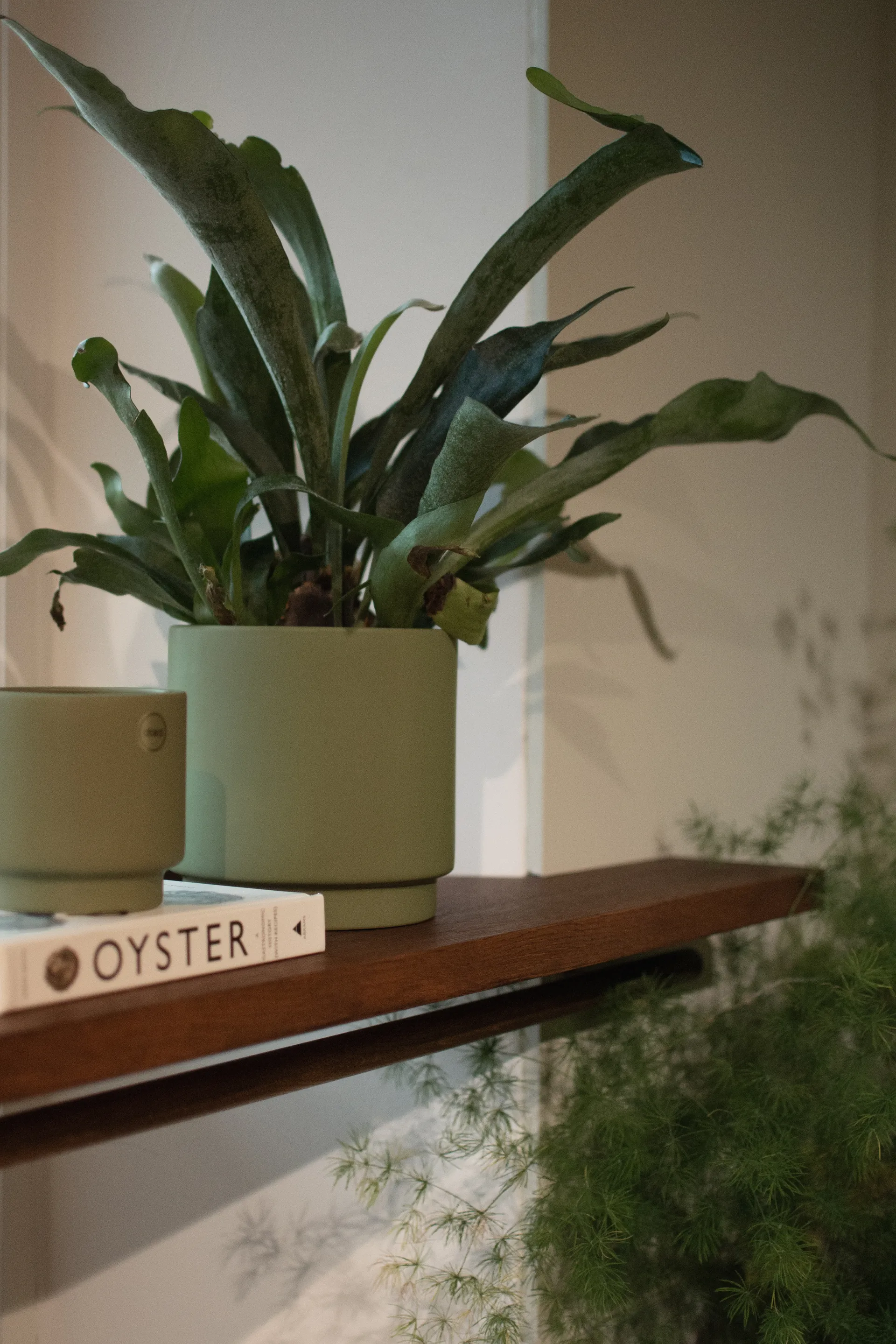 Solid γλάστρα green, Mellan, Ø16 cm DBKD