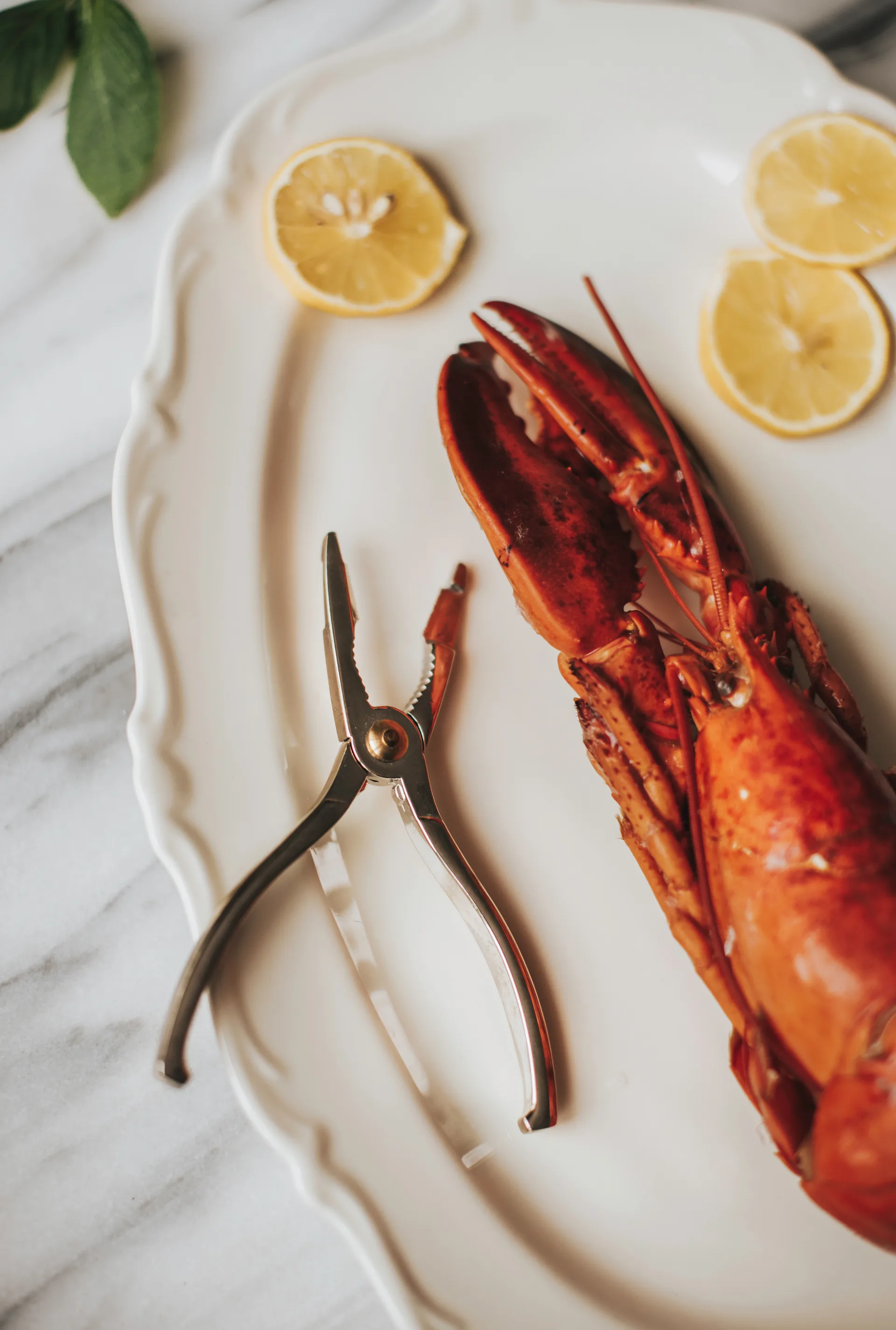 Skai λαβίδα αστακού 15 εκ., Ασημένιο Dorre