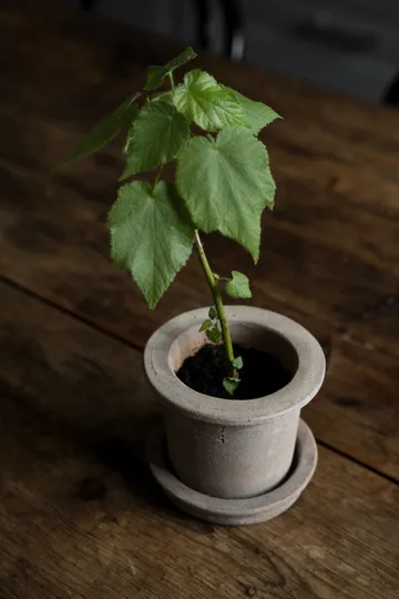 Ernst τερακότα γλάστρα με πιατάκι - Ø12x10 εκ. - ERNST