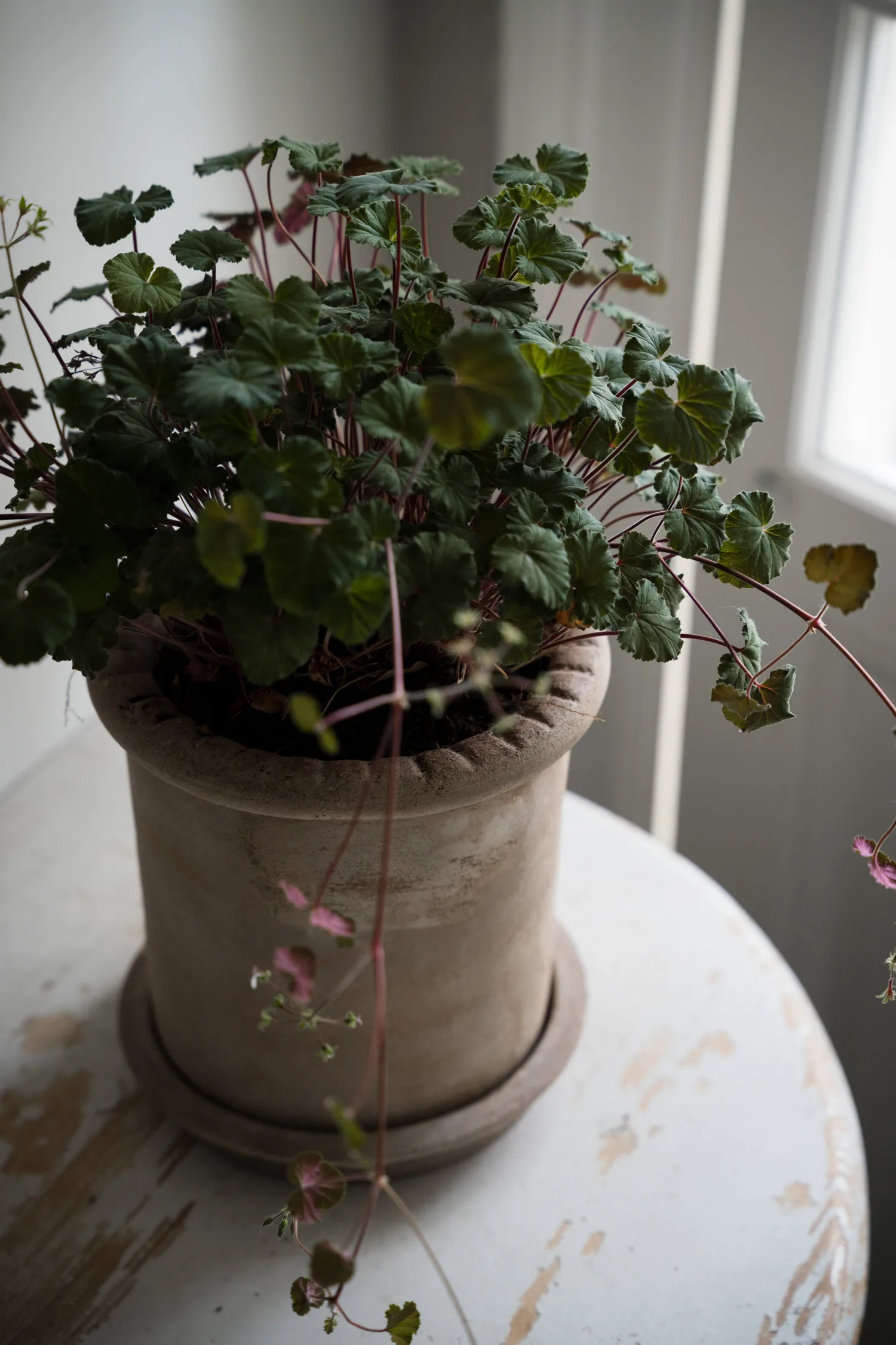 Ernst τερακότα γλάστρα με πιατάκι, Ø20x20 εκ. ERNST