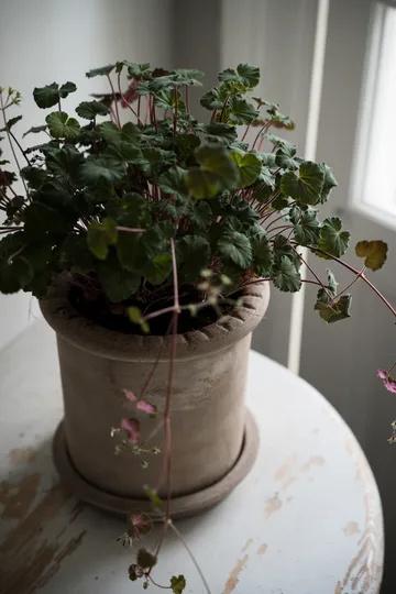 Ernst τερακότα γλάστρα με πιατάκι - Ø20x20 εκ. - ERNST