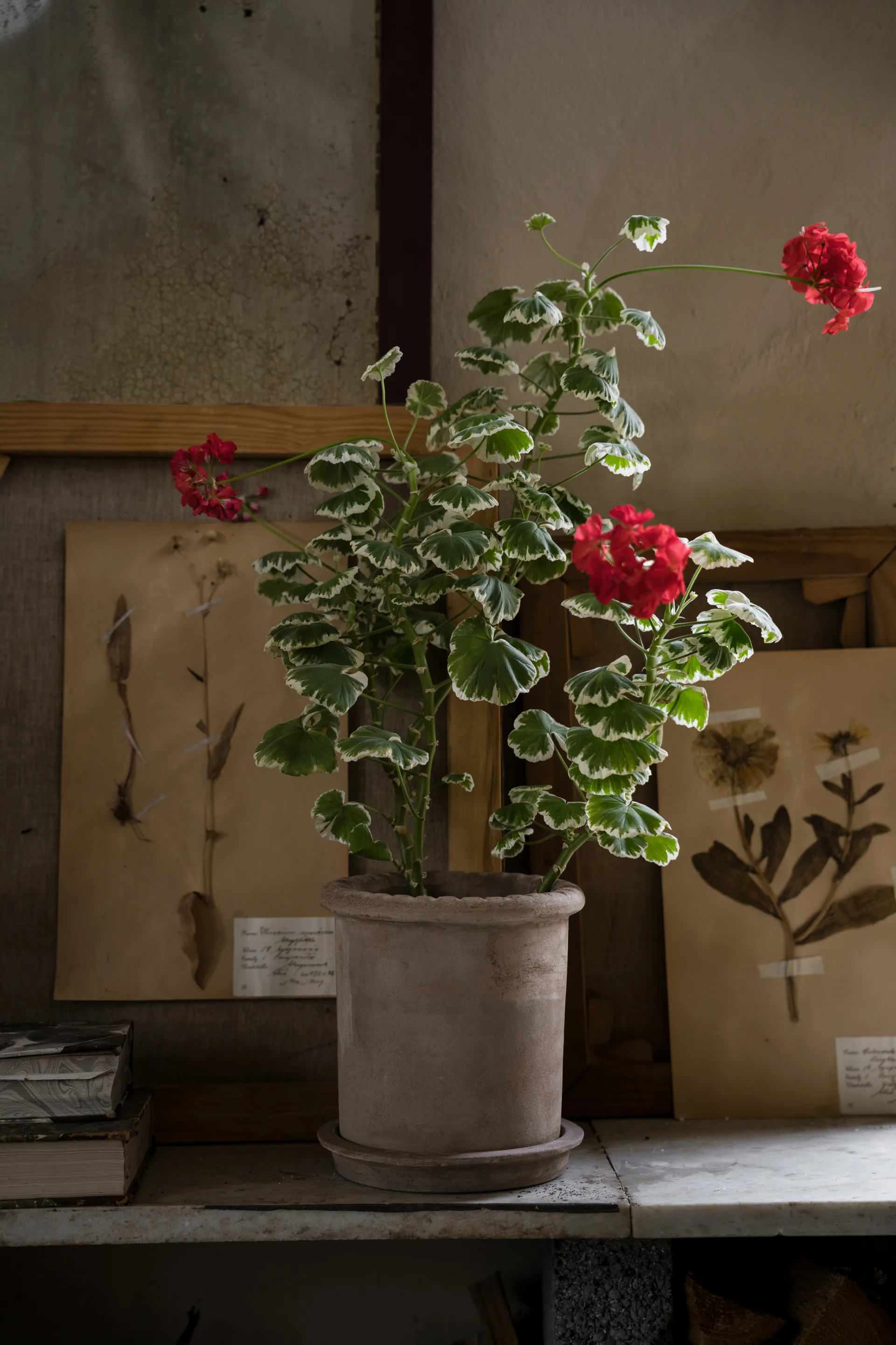 Ernst τερακότα γλάστρα με πιατάκι, Ø20x20 εκ. ERNST