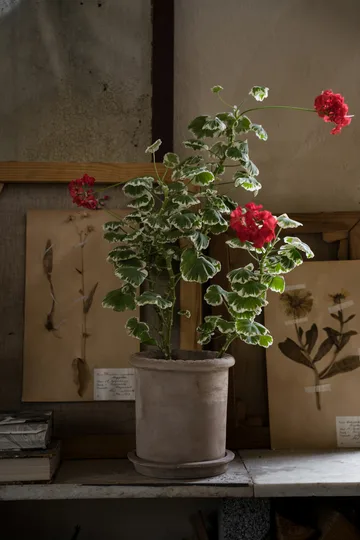 Ernst τερακότα γλάστρα με πιατάκι - Ø20x20 εκ. - ERNST