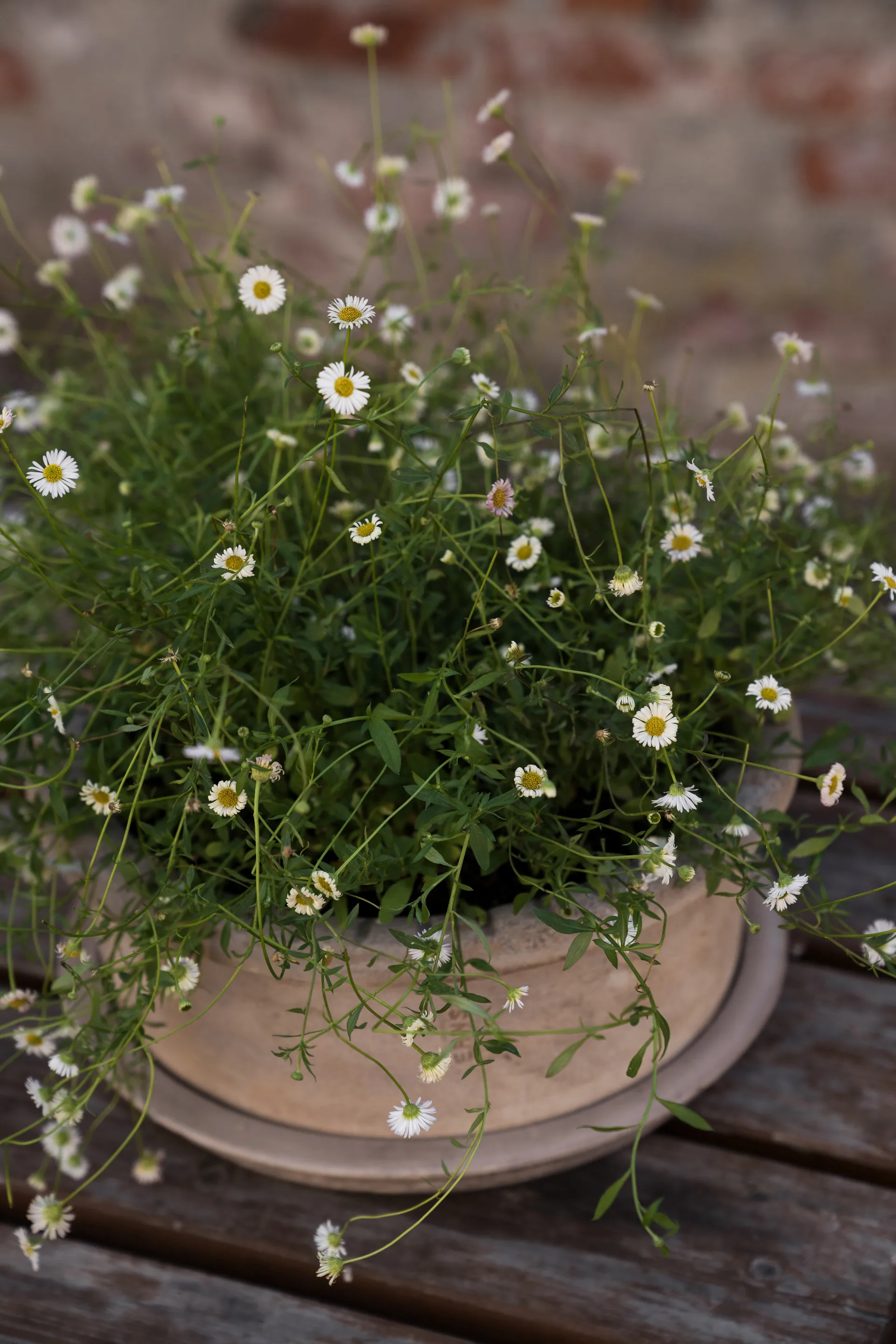 Ernst τερακότα γλάστρα με πιατάκι, Ø33x12 εκ. ERNST