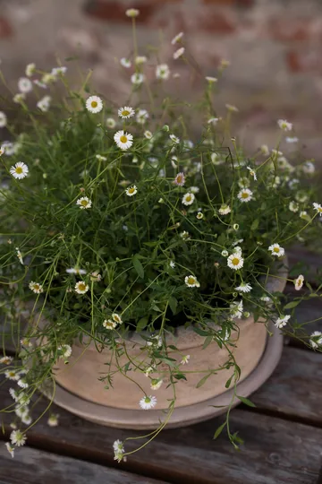 Ernst τερακότα γλάστρα με πιατάκι - Ø33x12 εκ. - ERNST