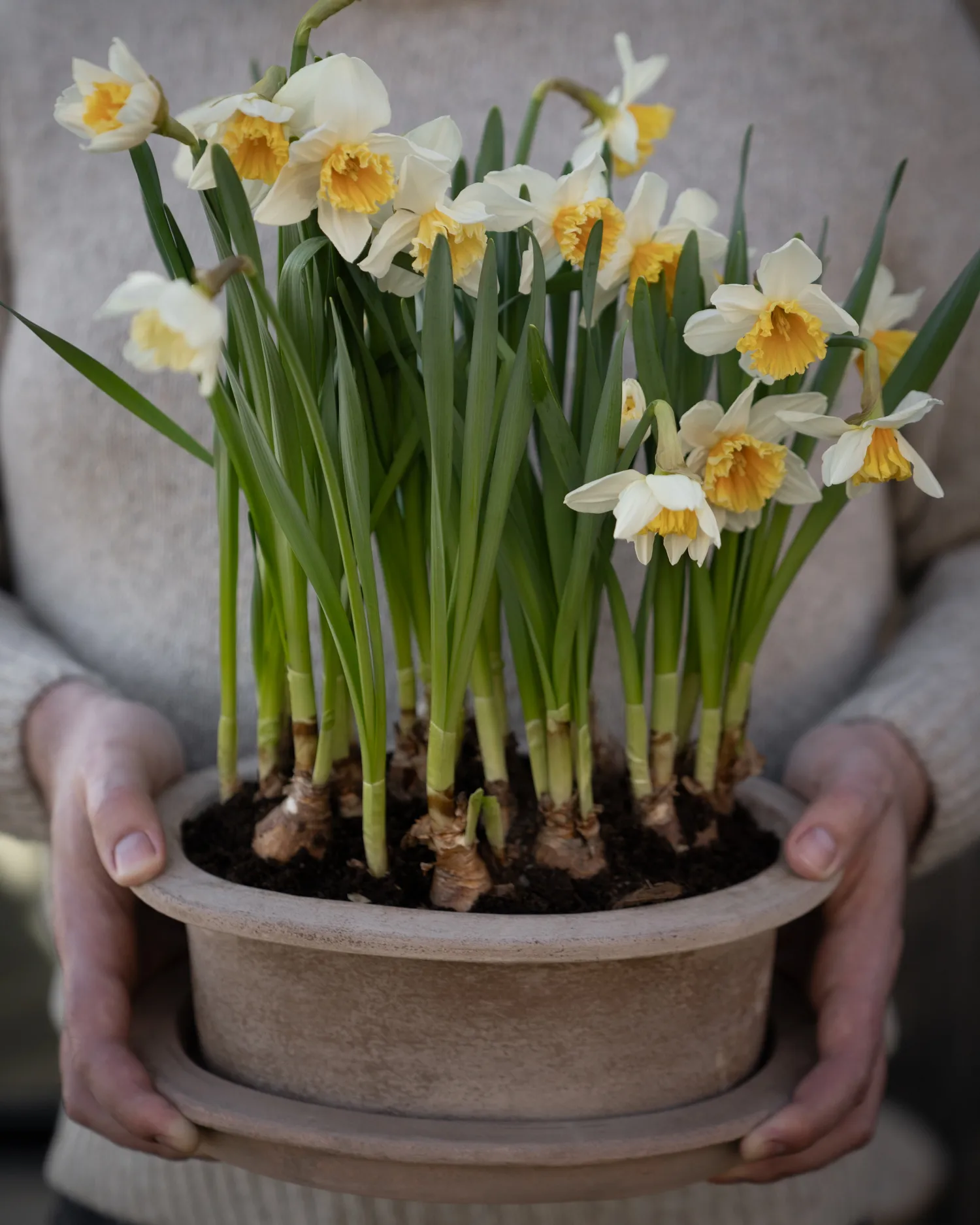 Ernst terracotta γλάστρα οβάλ 2 τεμάχια, Καφέ ERNST