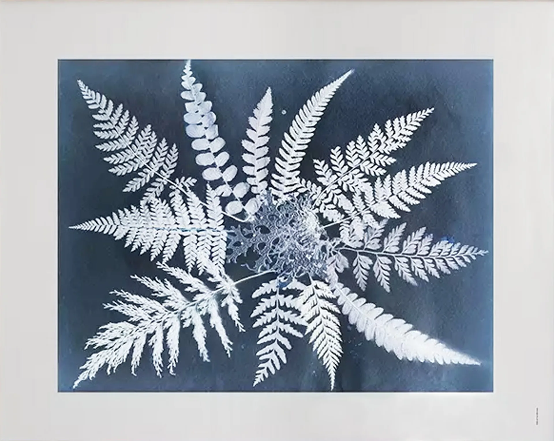 Fern star αφίσα, 40x50 cm Fine Little Day