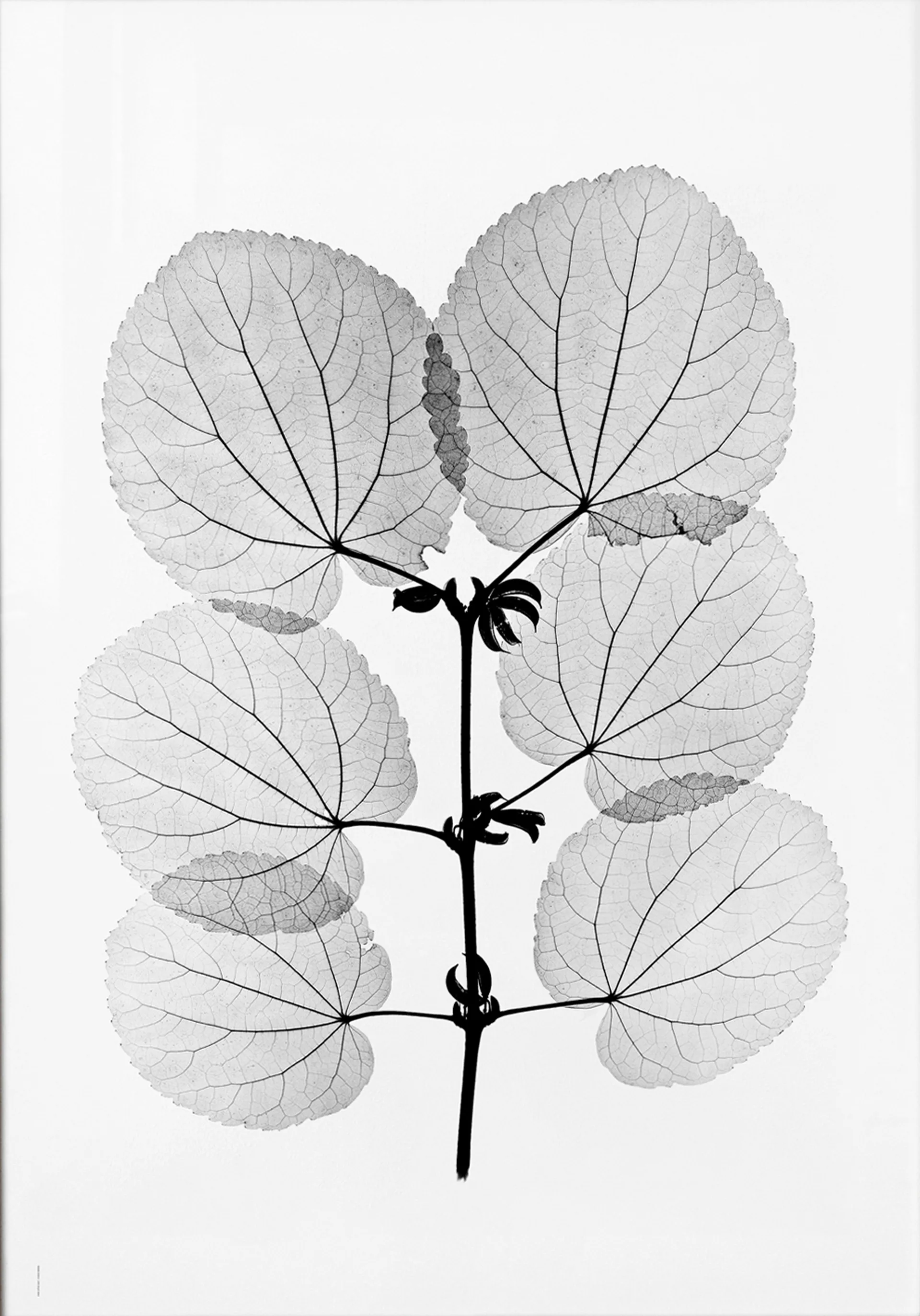 Katsura αφίσα, 70x100 cm Fine Little Day