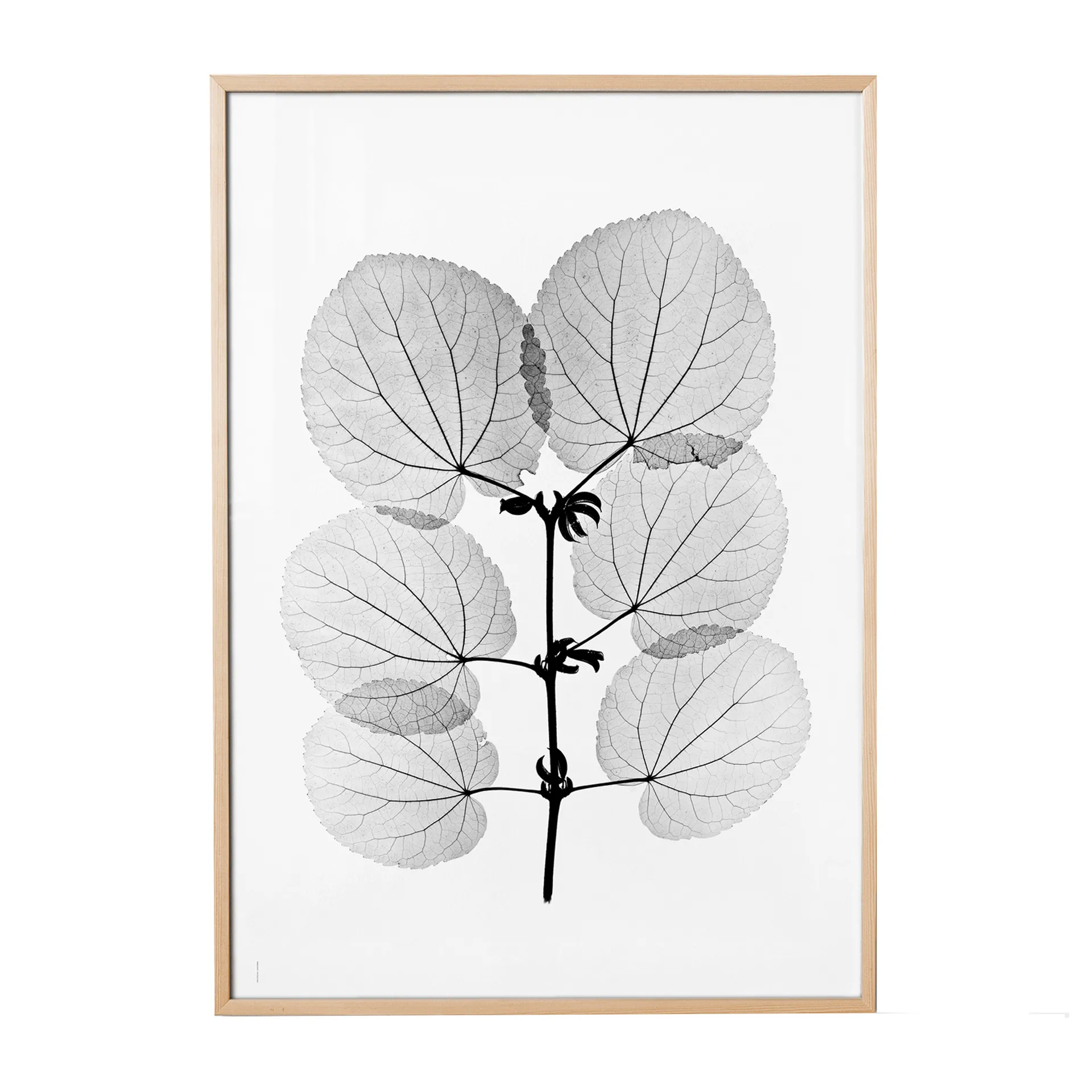 Katsura αφίσα, 70x100 cm Fine Little Day