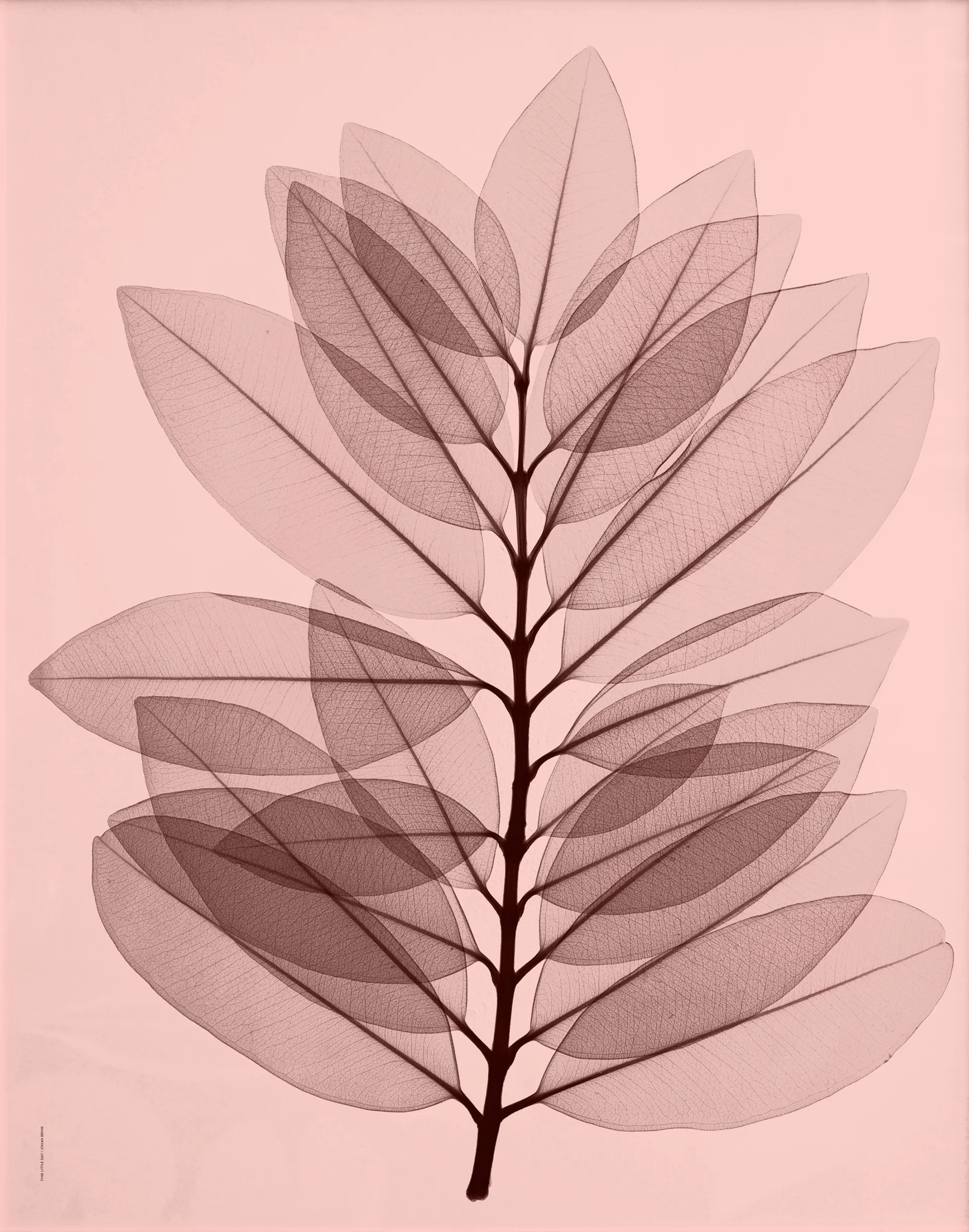 Metrosideros excelsa αφίσα, 40x50 cm Fine Little Day