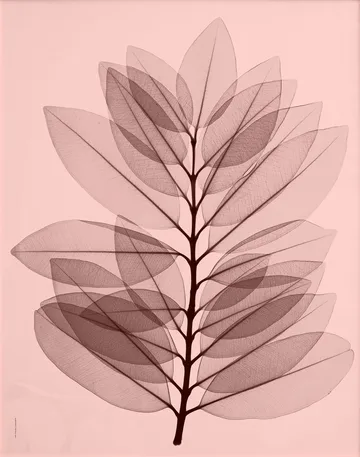 Metrosideros excelsa αφίσα - 40x50 cm - Fine Little Day