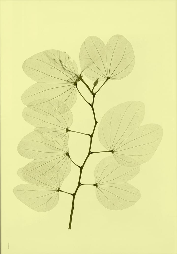 Orchid bauhinia αφίσα - 70x100 cm - Fine Little Day