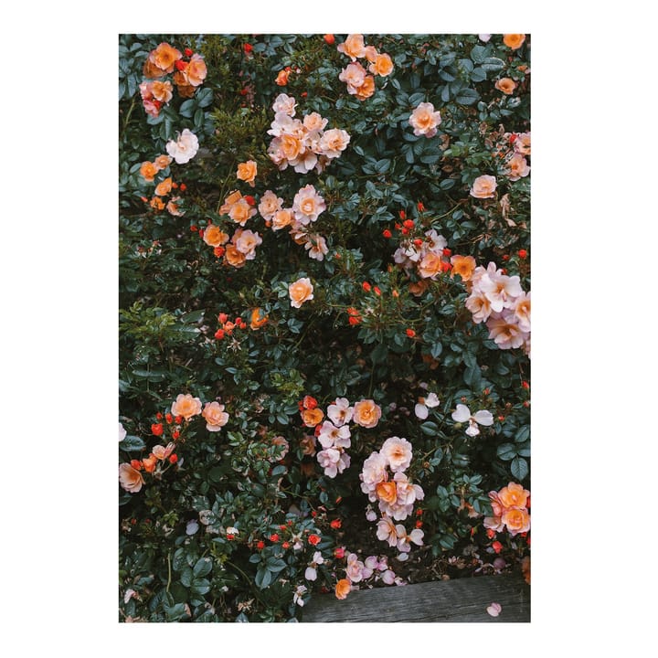 Rose αφίσα - 70x100 cm - Fine Little Day