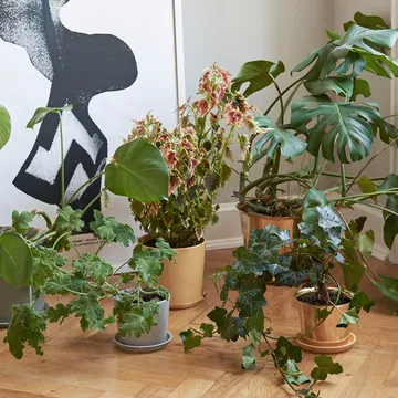 Γλάστρα Botanical Family - Dusty green, μεγάλο, μεσαίο πάχος ø18 cm - HAY