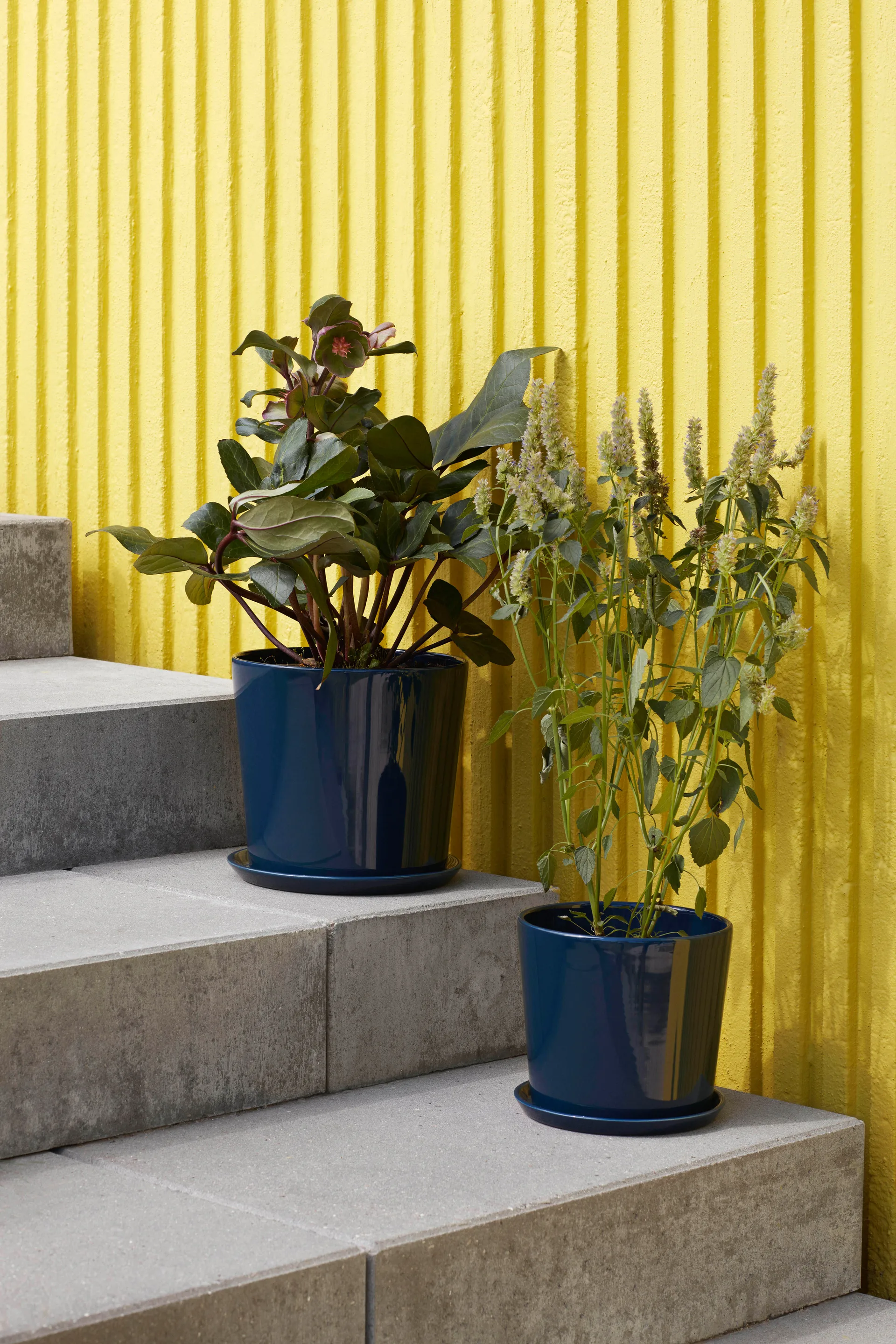 Botanical Family γλάστρα L Ø18 cm, Σκούρο μπλε HAY