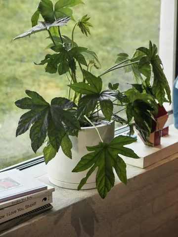 HAY Plant Pot γλάστρα με πιατάκι L Ø19 cm - Λευκό - HAY