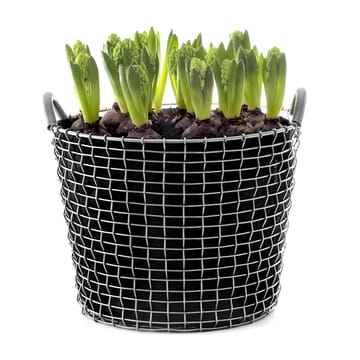 Plant bag for the Korbo καλάθι Συσκευασία 3 τεμαχίων - 24 l - Korbo