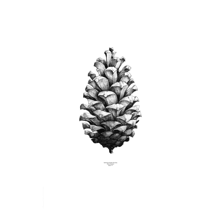 1:1 Pine cone αφίσα - λευκό, 50x70 cm - Paper Collective