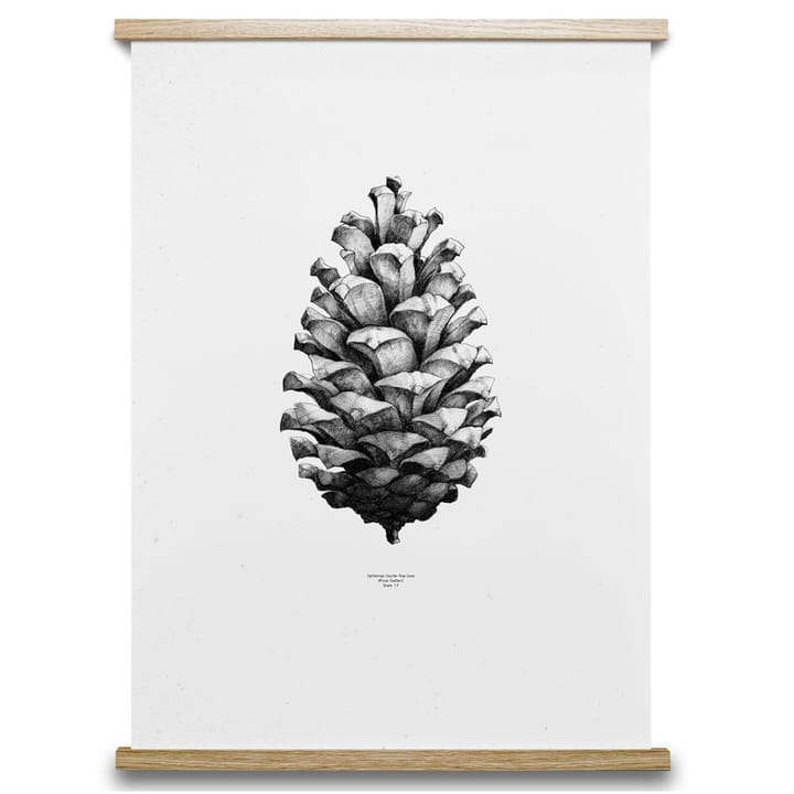 1:1 Pine cone αφίσα - λευκό, 50x70 cm - Paper Collective